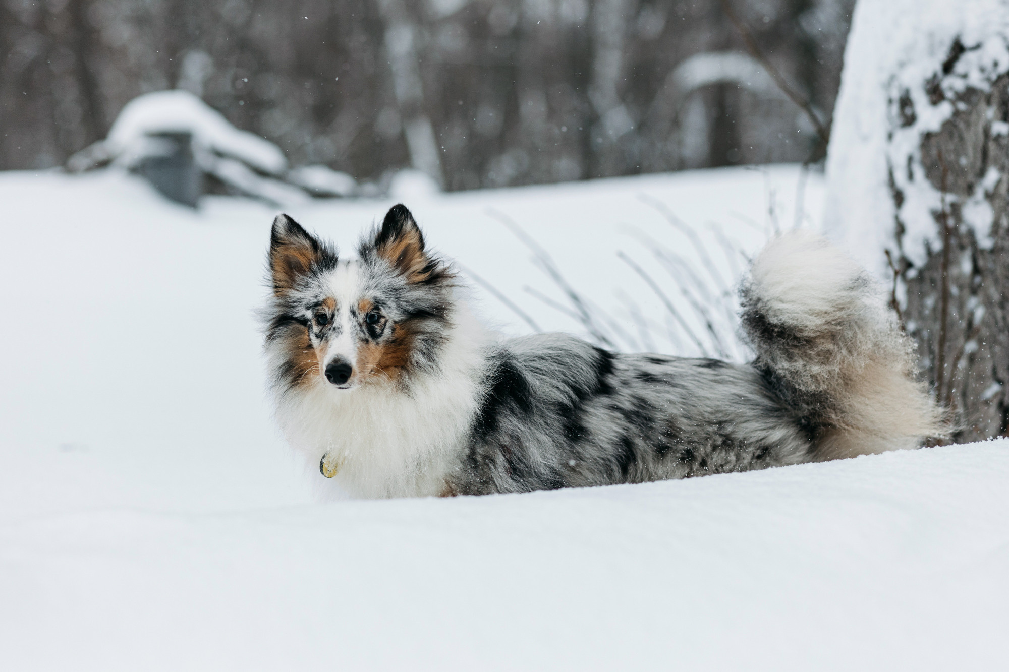 Александра, Бум и Нэвис. Фотограф-анималист Елена Радченко, Москва