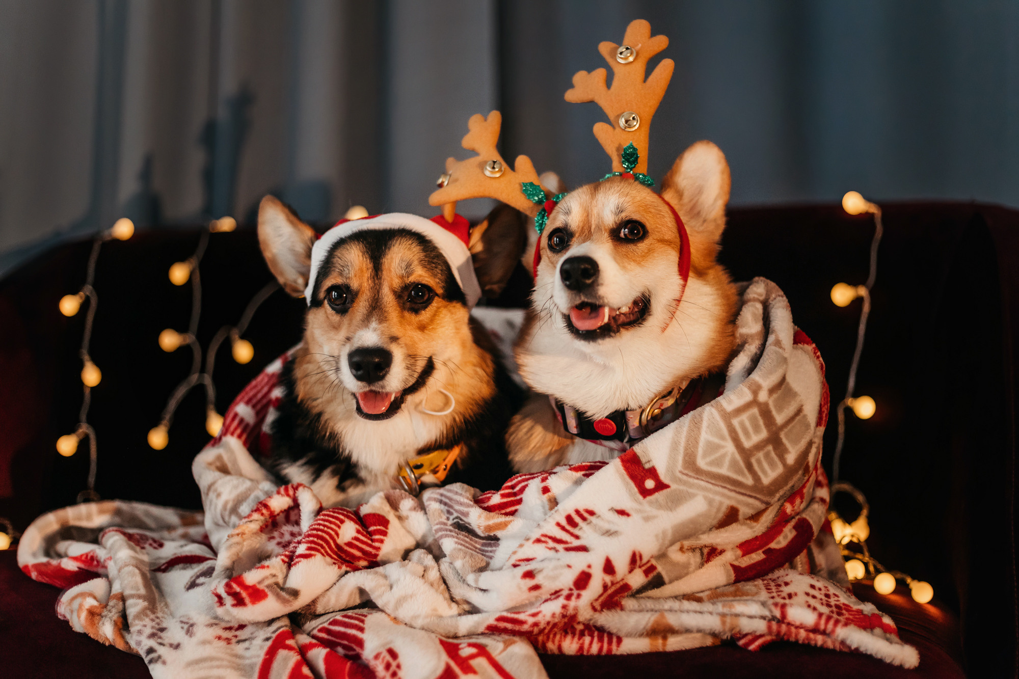 Степаша и Василиса. Фотограф-анималист Елена Радченко, Москва