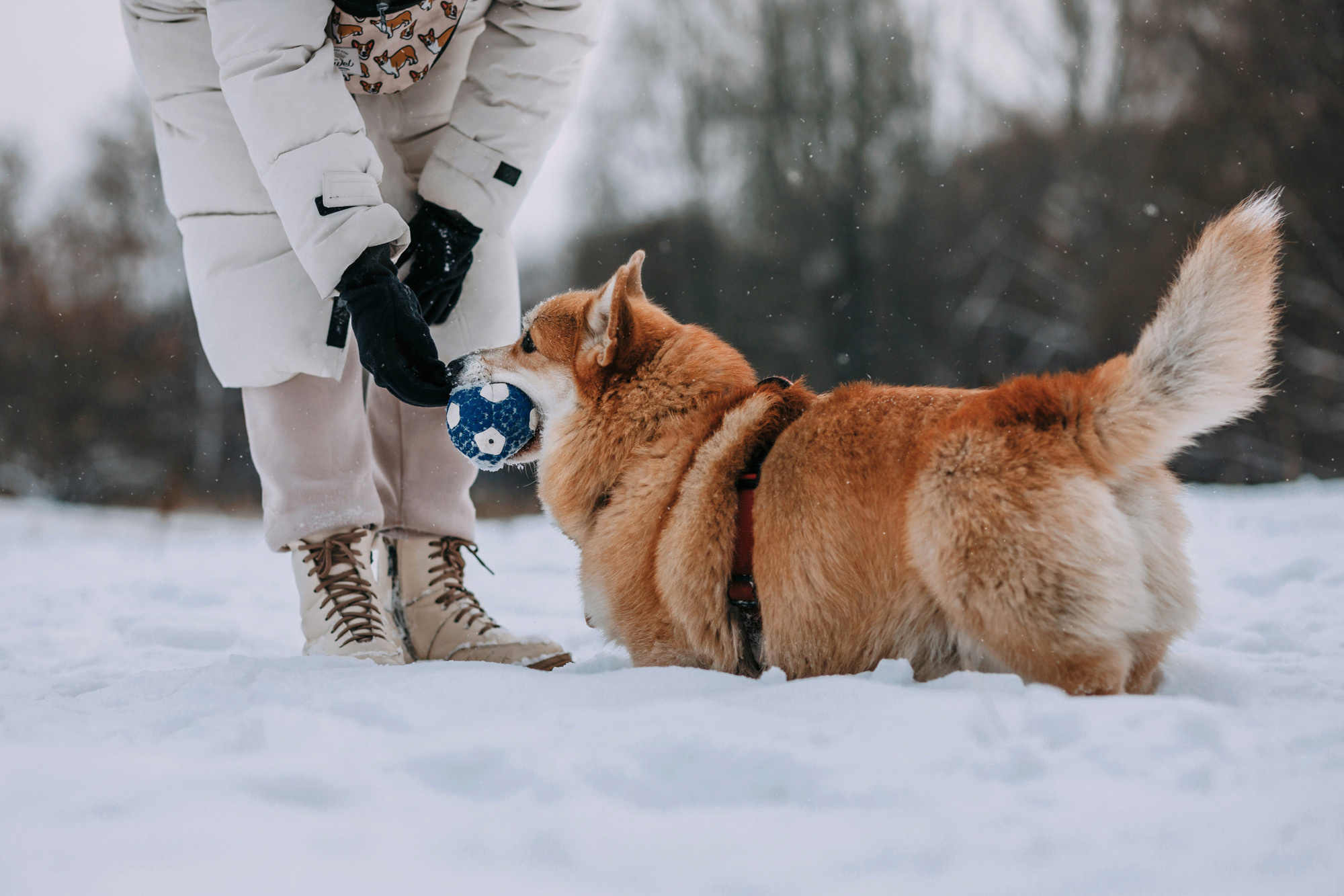 Аня и Фил. Фотограф-анималист Елена Радченко, Москва
