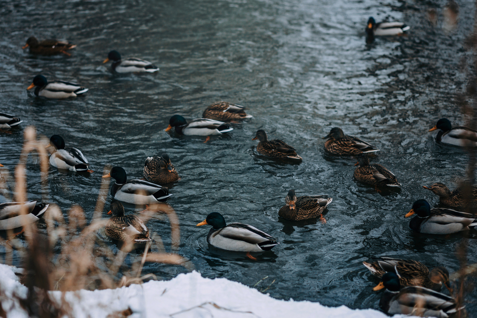 Аня и Фил. Фотограф-анималист Елена Радченко, Москва
