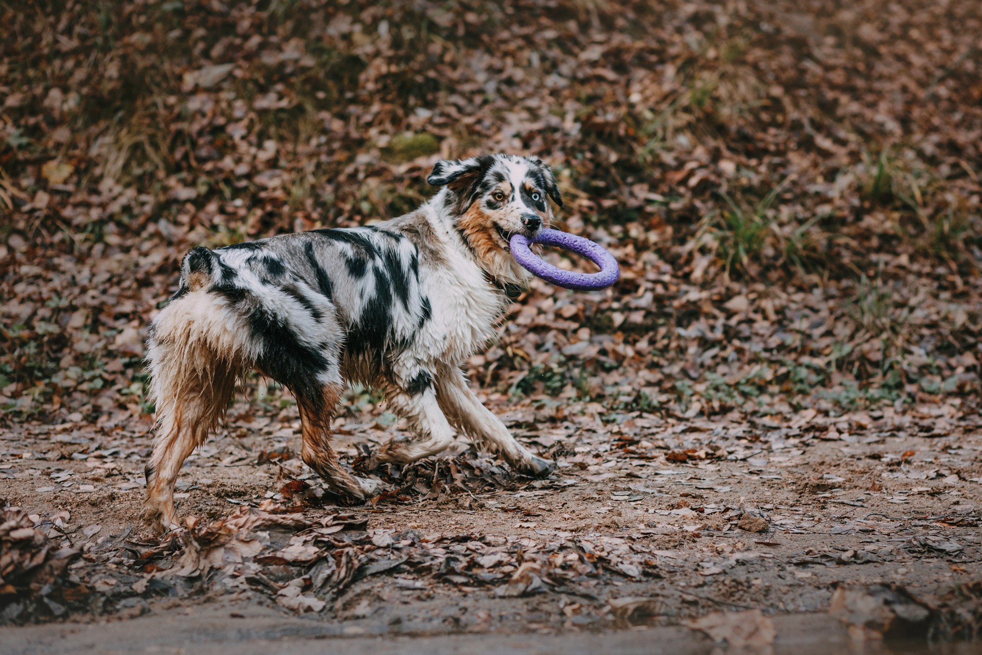 Анна, Чарли и Ева. Фотограф-анималист Елена Радченко, Москва