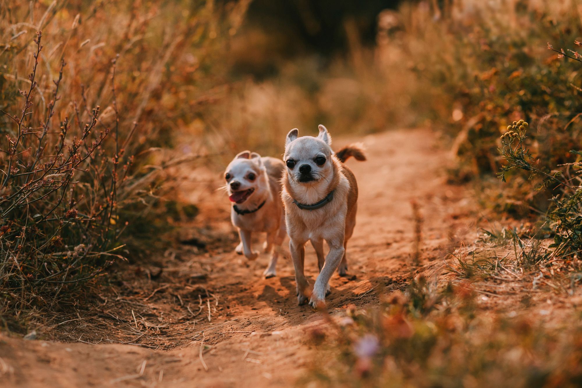 Наталья, Курт и Джуля. Фотограф-анималист Елена Радченко, Москва