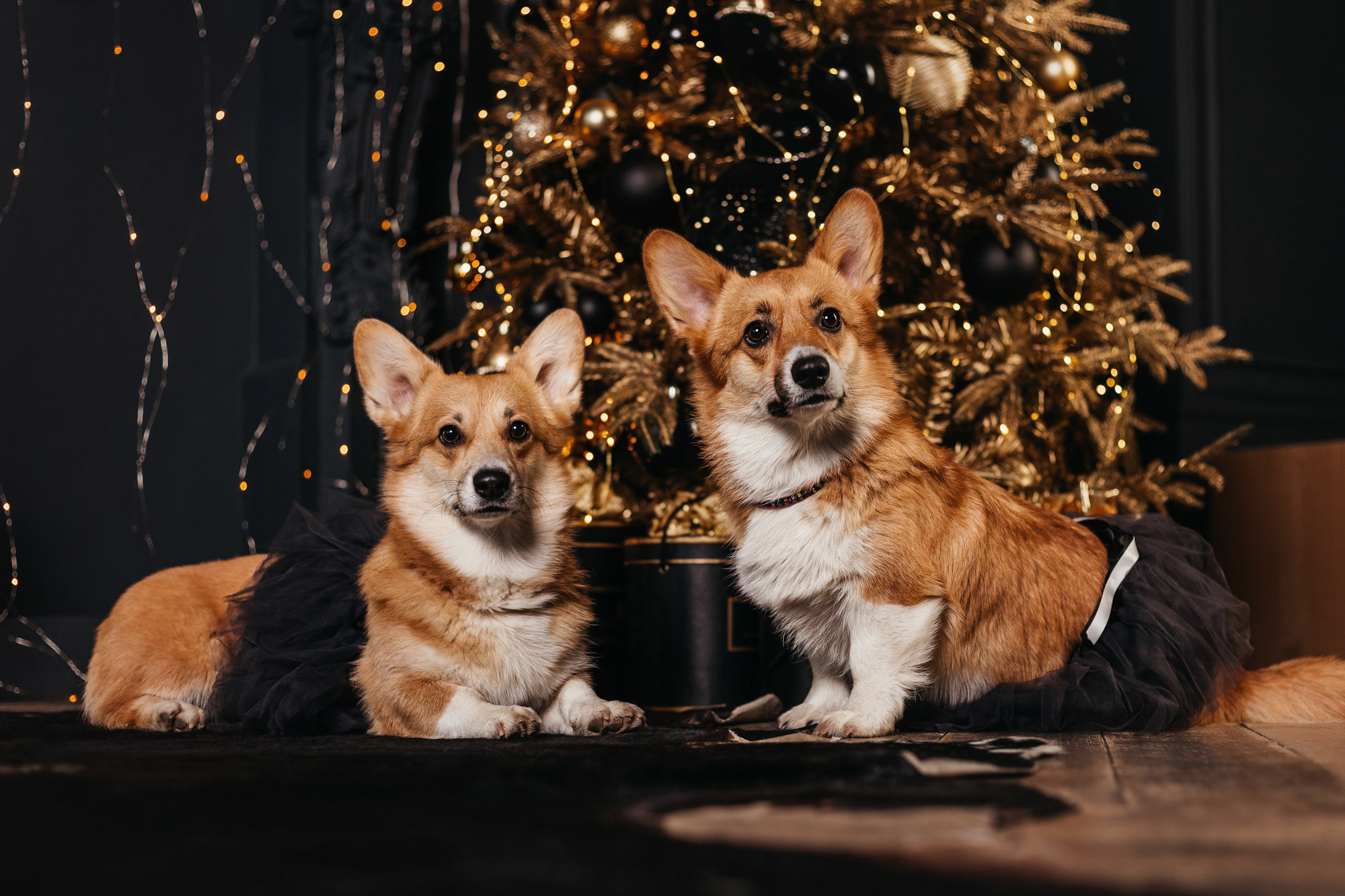 Даша, Мася и Бэси. Фотограф-анималист Елена Радченко, Москва