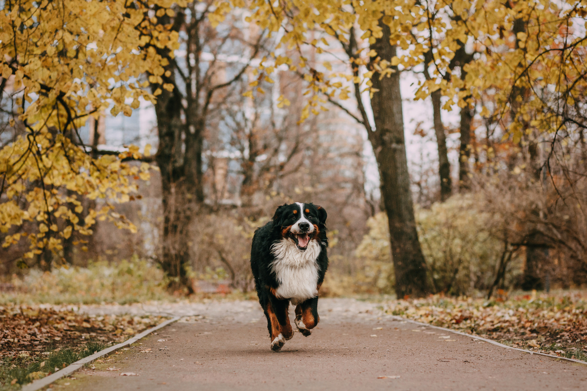 Ира и Бергамот. Фотограф-анималист Елена Радченко, Москва