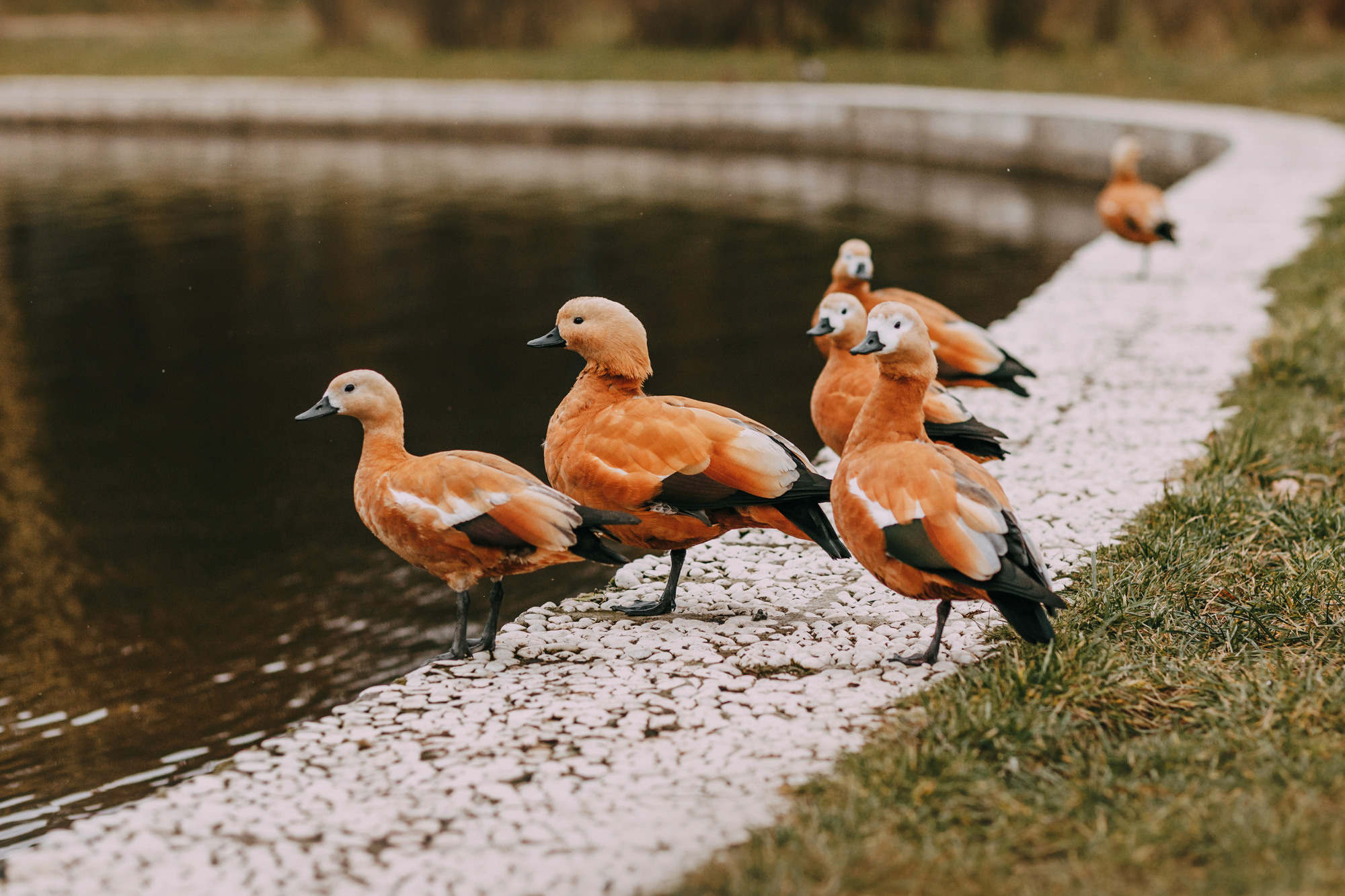Ира и Бергамот. Фотограф-анималист Елена Радченко, Москва