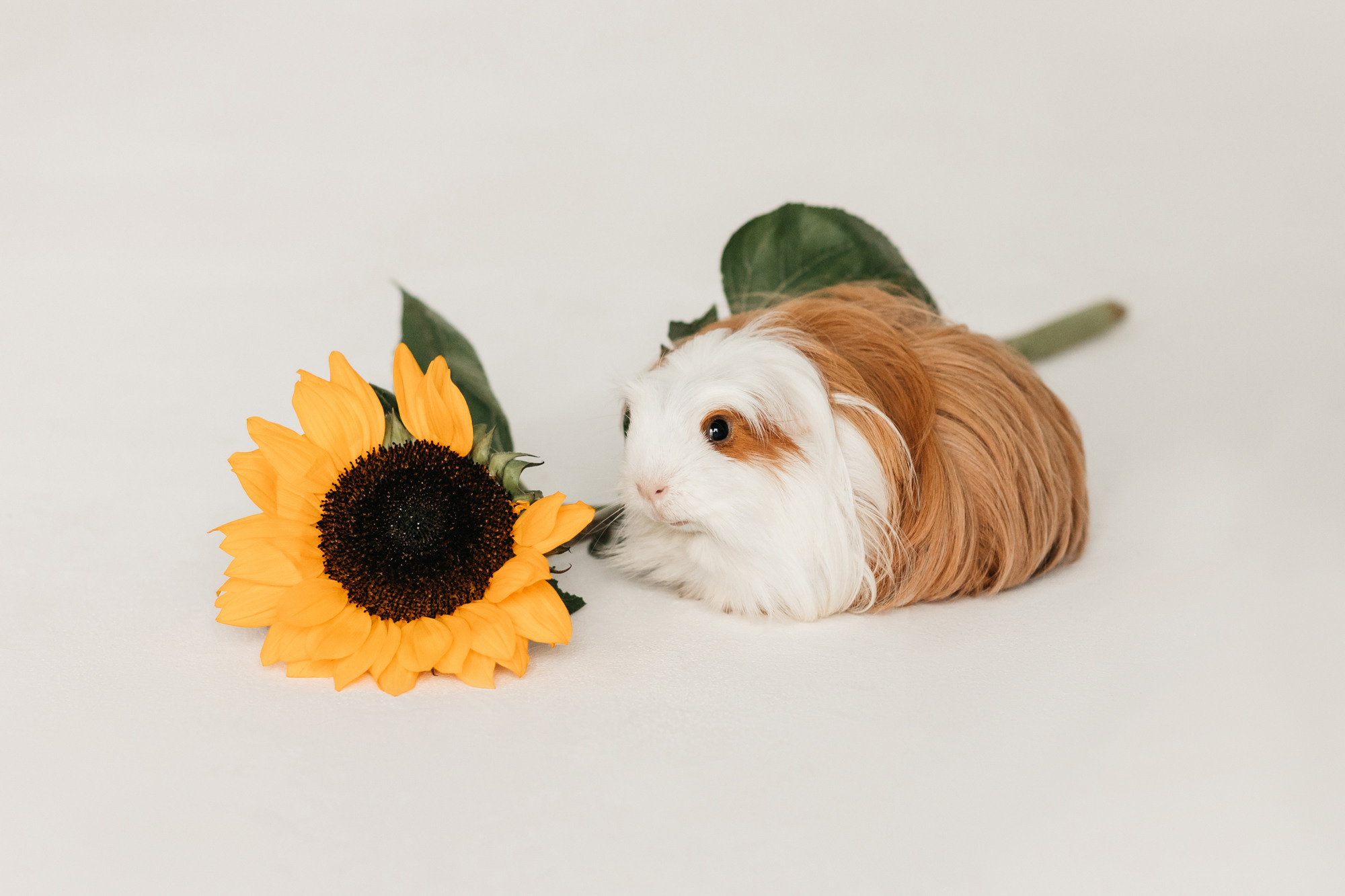 Ками и Кекс. Фотограф-анималист Елена Радченко, Москва