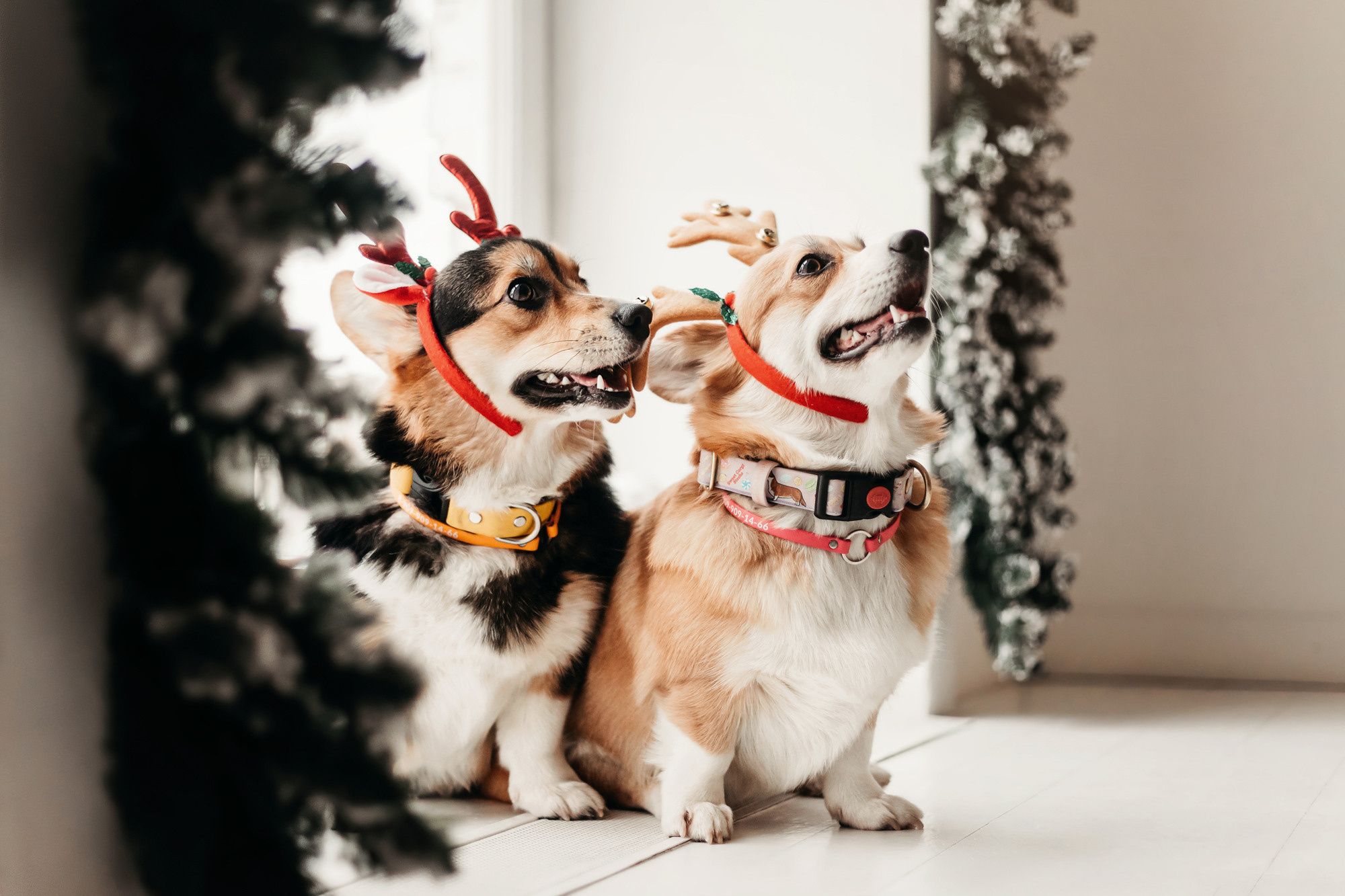 Степаша и Василиса. Фотограф-анималист Елена Радченко, Москва