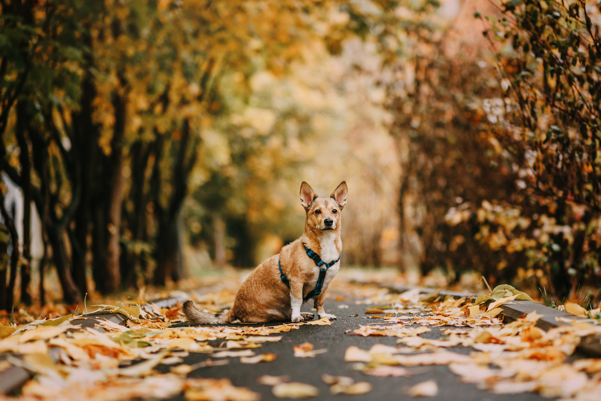 Светлана и Стюарт. Фотограф-анималист Елена Радченко, Москва