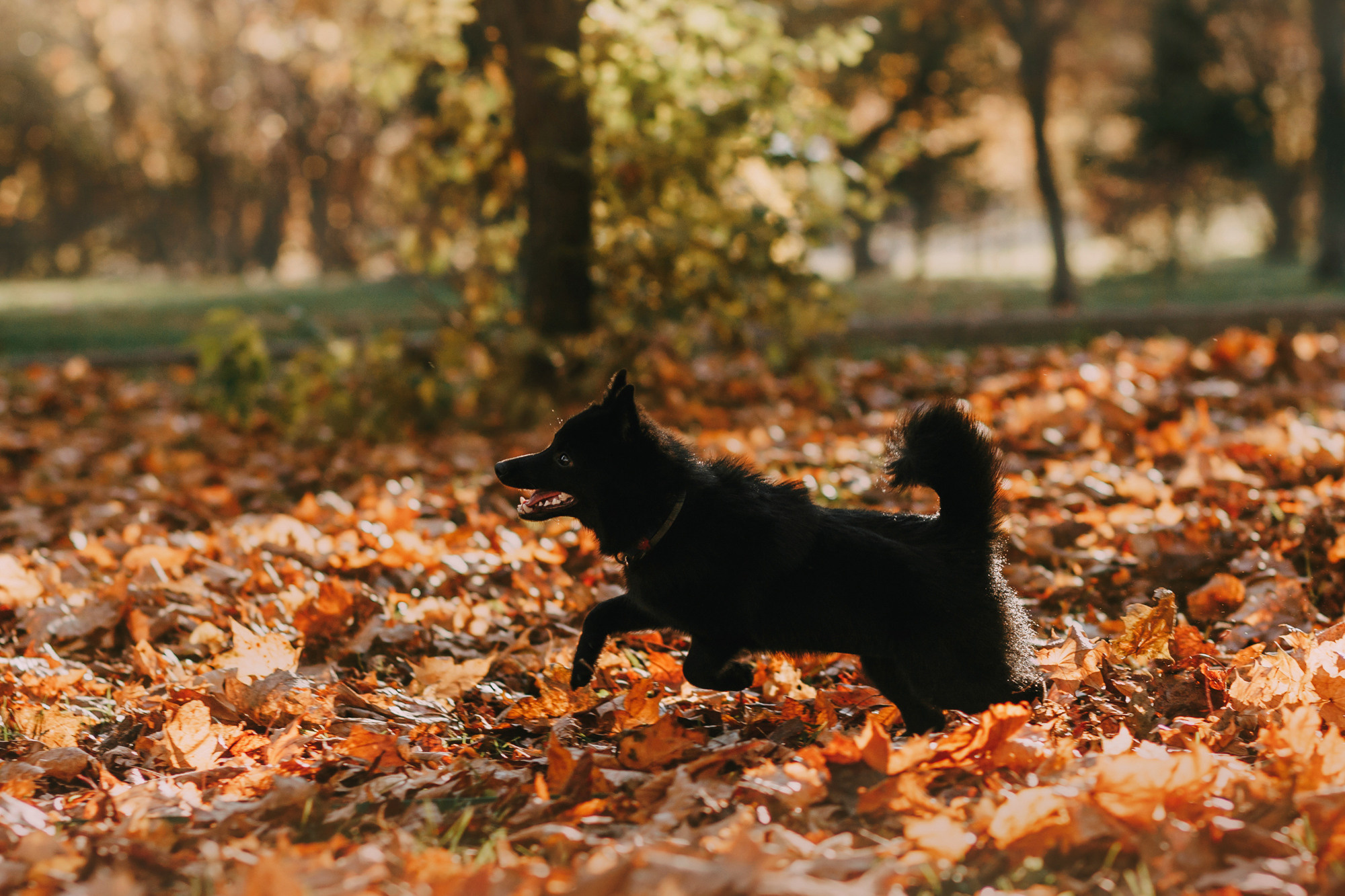 Настасья, Саша и Рокки. Фотограф-анималист Елена Радченко, Москва
