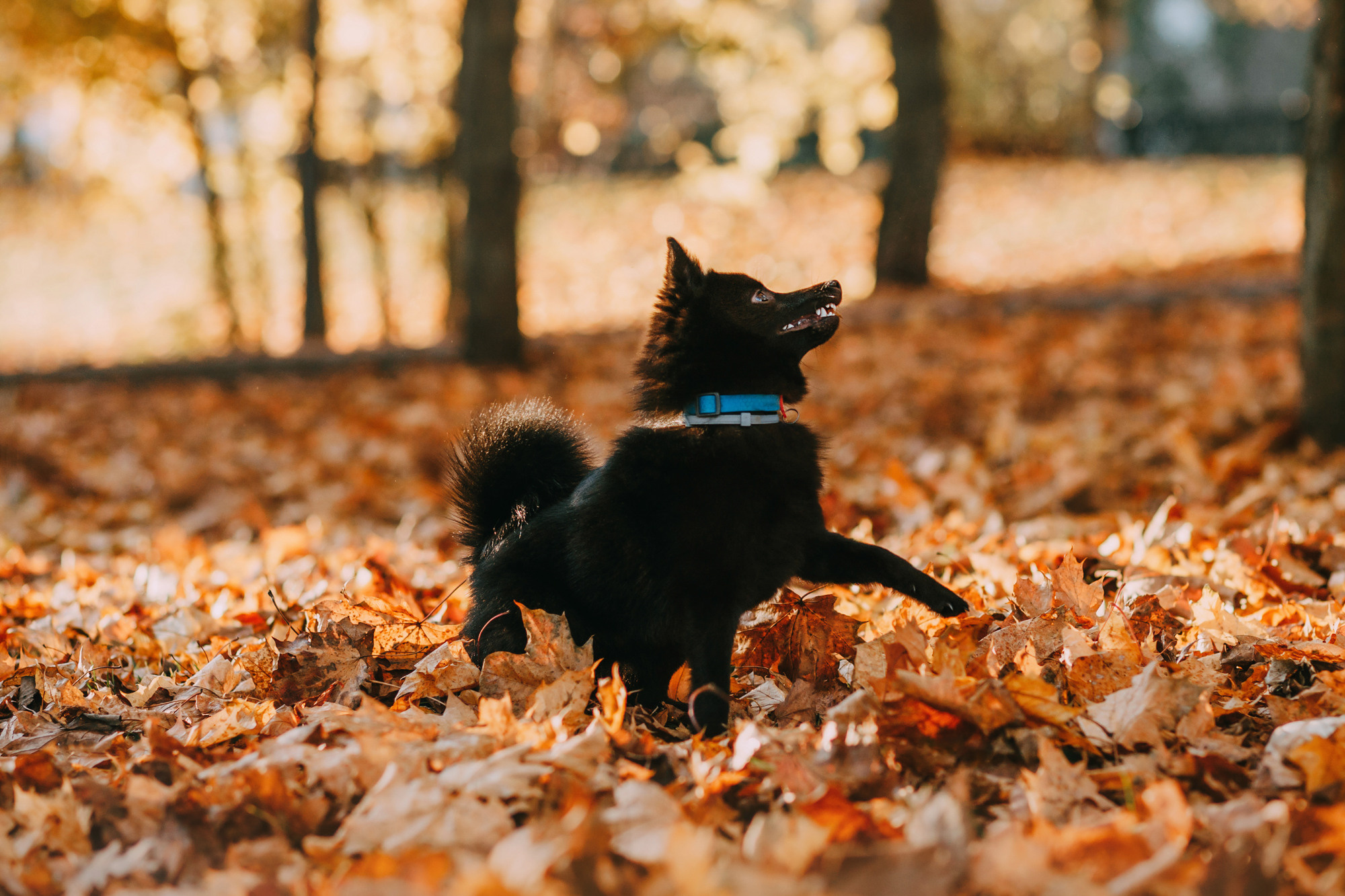 Настасья, Саша и Рокки. Фотограф-анималист Елена Радченко, Москва