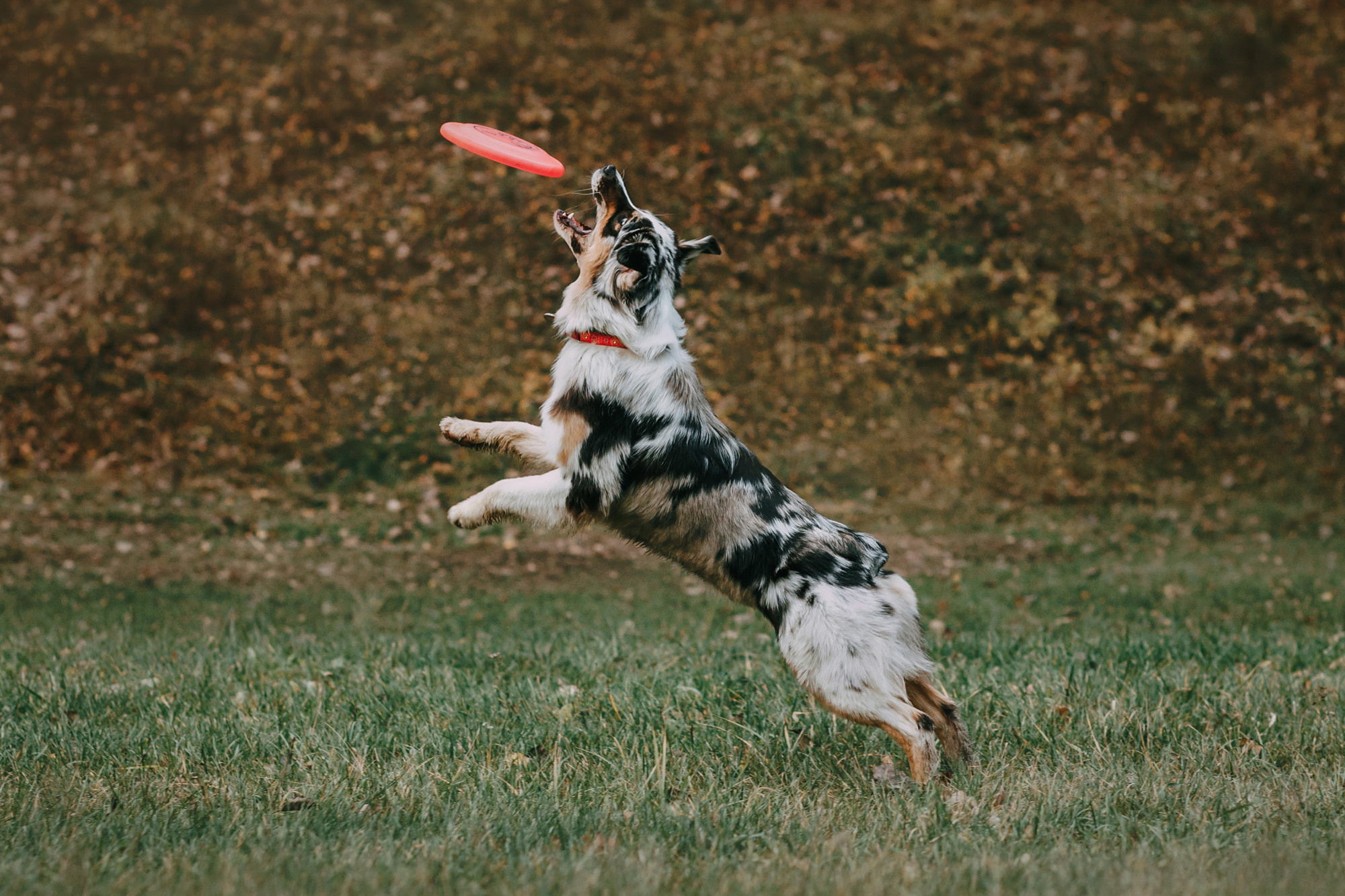Анна, Чарли и Ева. Фотограф-анималист Елена Радченко, Москва