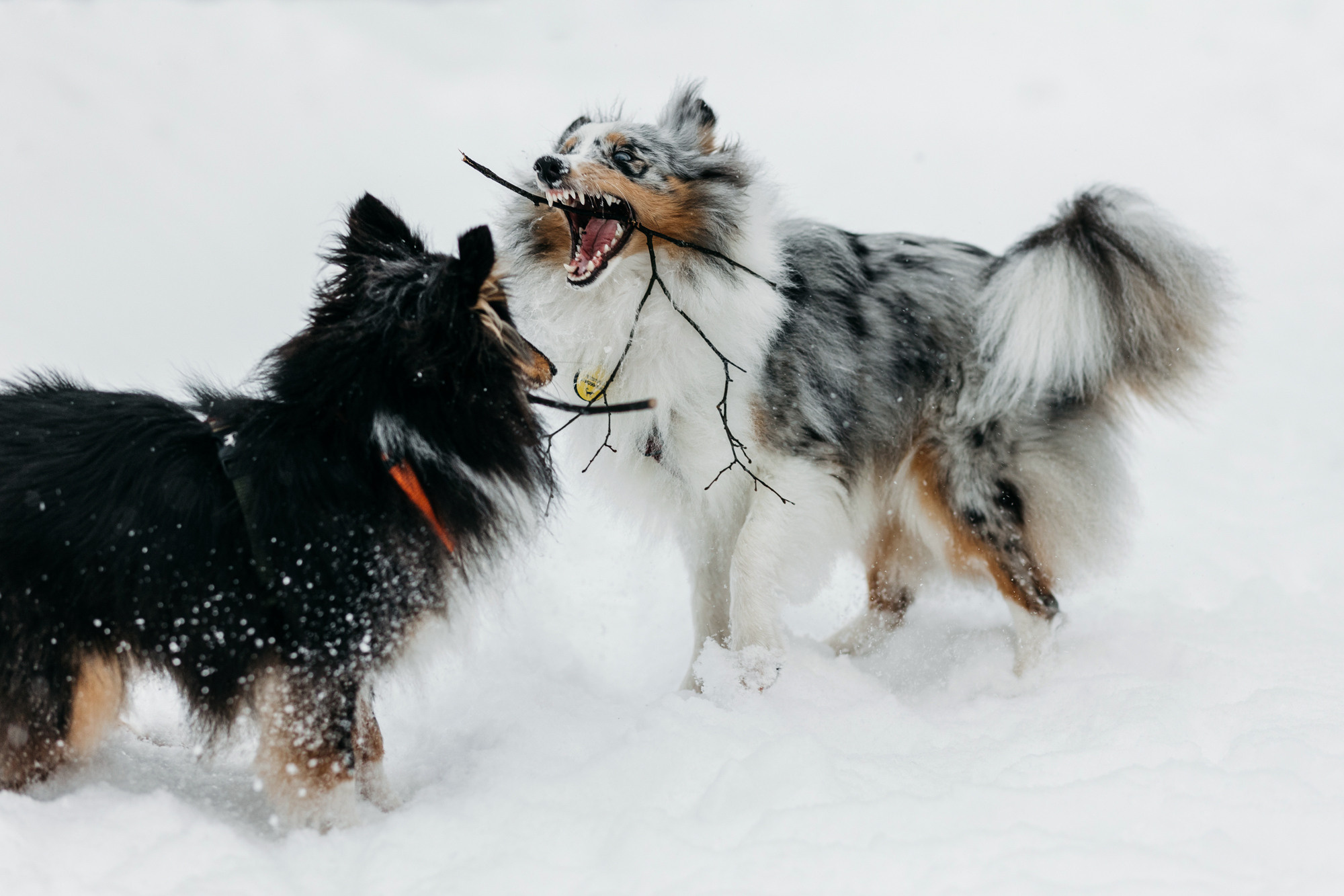 Александра, Бум и Нэвис. Фотограф-анималист Елена Радченко, Москва