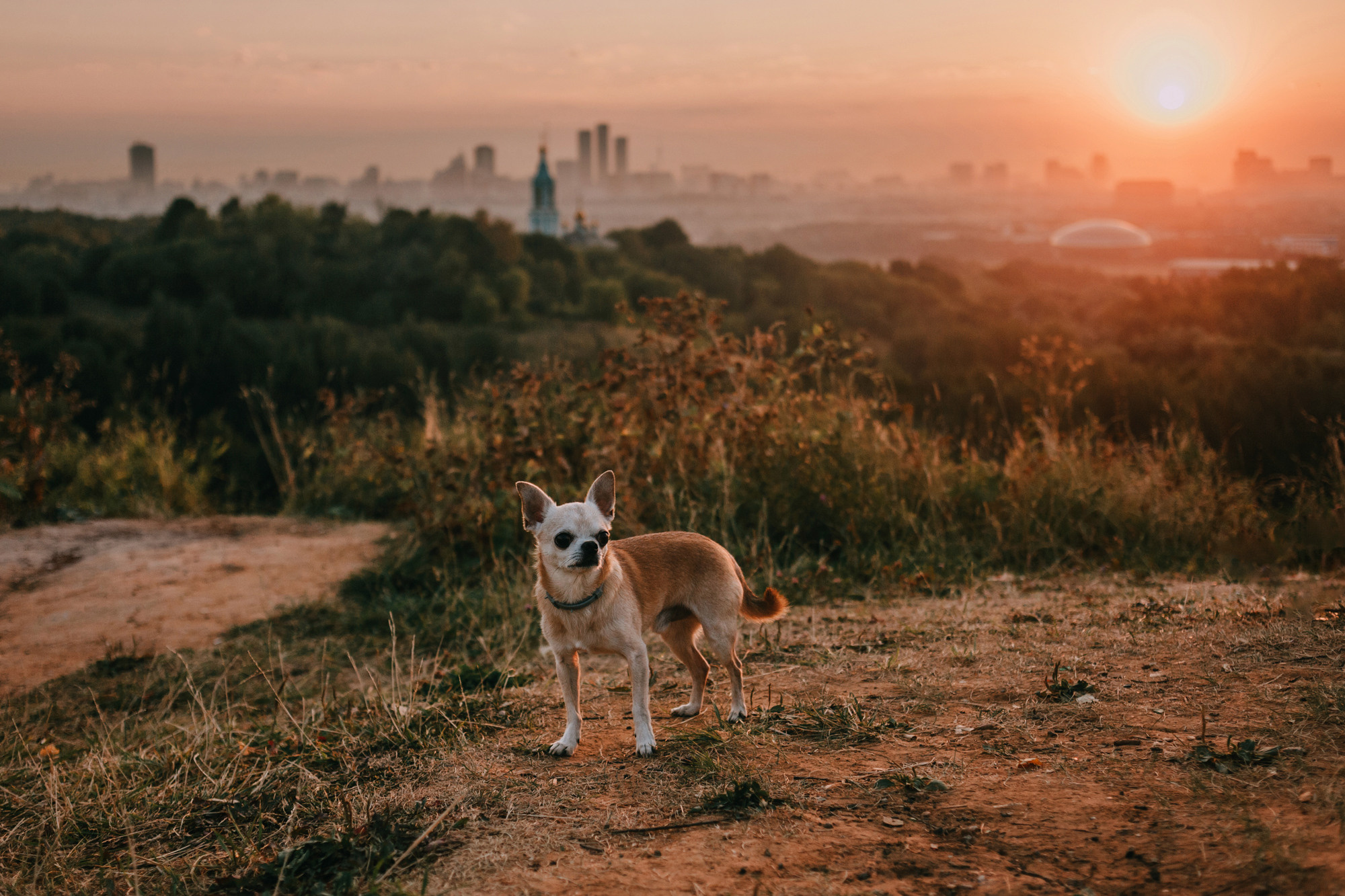 Наталья, Курт и Джуля. Фотограф-анималист Елена Радченко, Москва