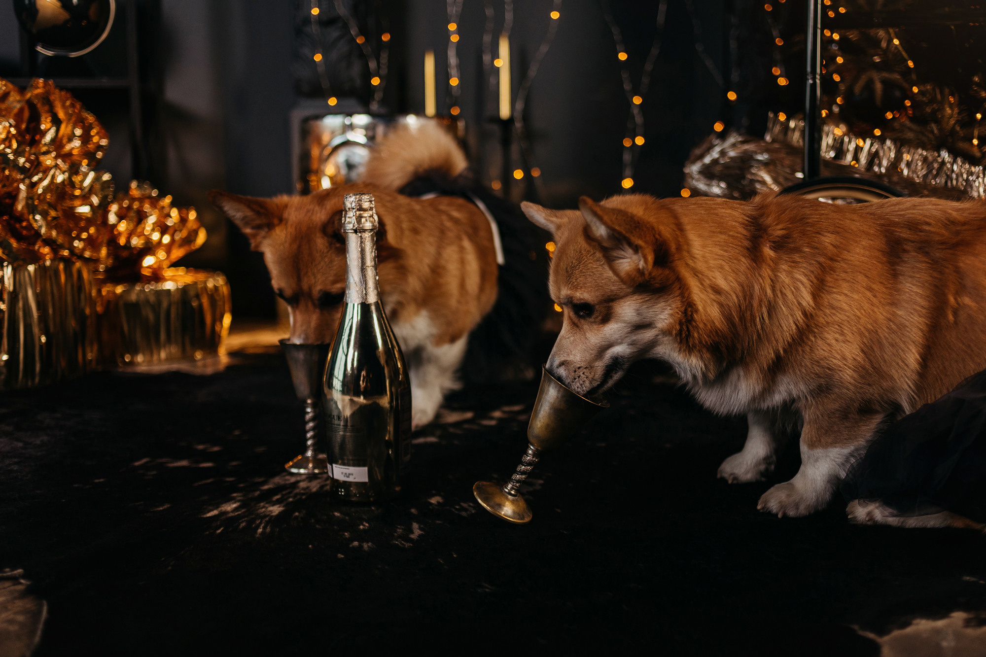 Даша, Мася и Бэси. Фотограф-анималист Елена Радченко, Москва