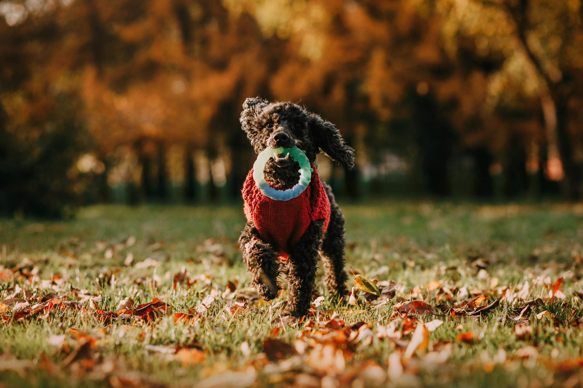 Дарья и Патрик. Фотограф-анималист Елена Радченко, Москва