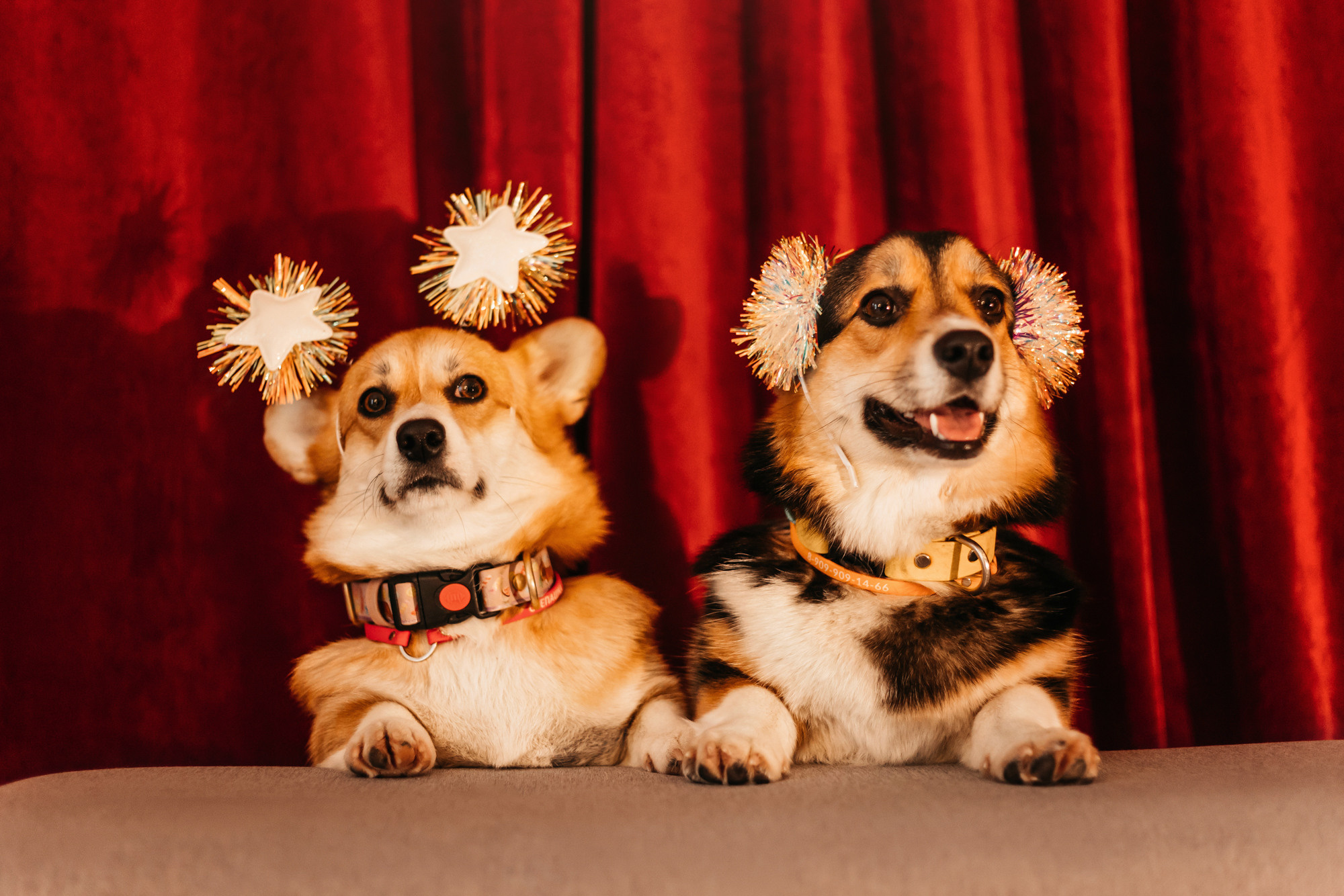 Степаша и Василиса. Фотограф-анималист Елена Радченко, Москва