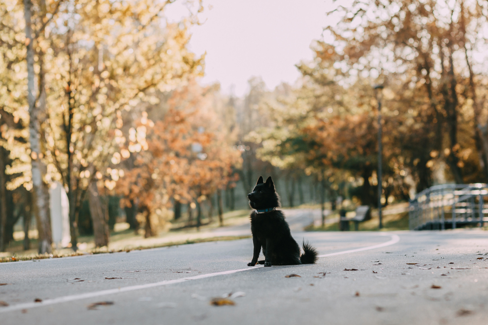 Настасья, Саша и Рокки. Фотограф-анималист Елена Радченко, Москва
