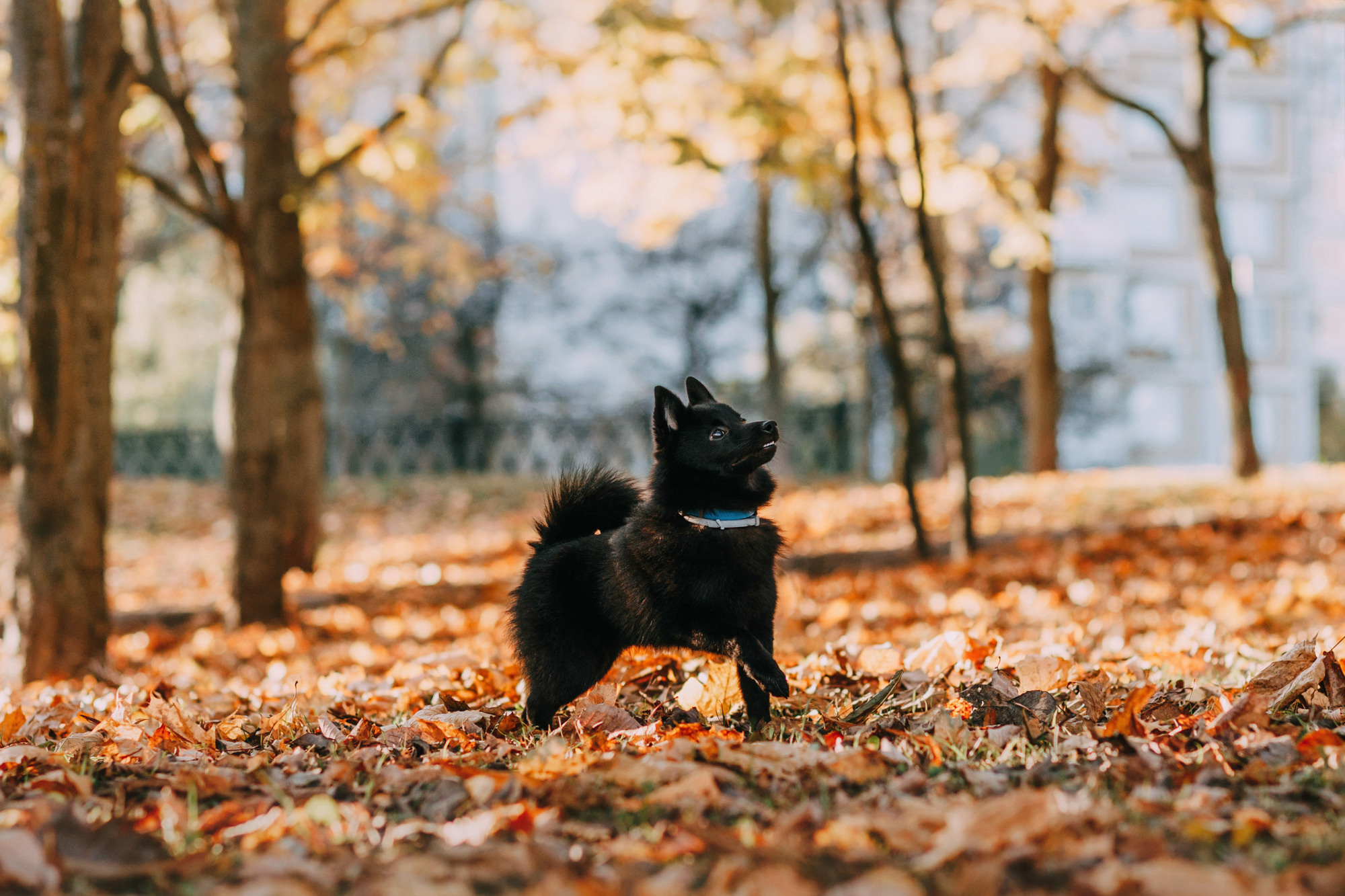Настасья, Саша и Рокки. Фотограф-анималист Елена Радченко, Москва
