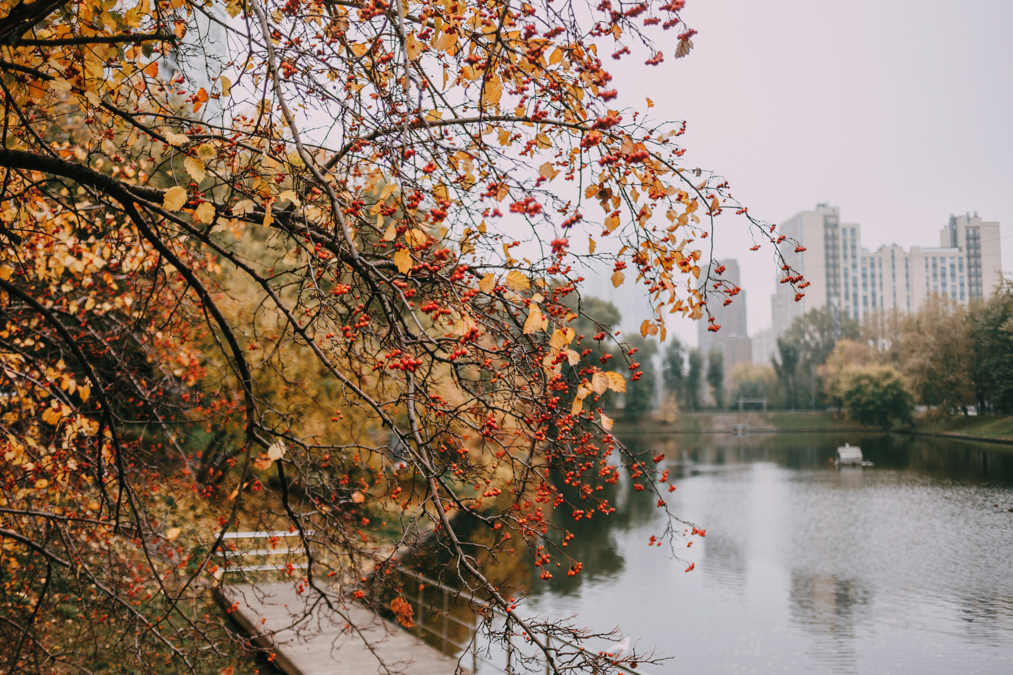 Светлана и Стюарт. Фотограф-анималист Елена Радченко, Москва
