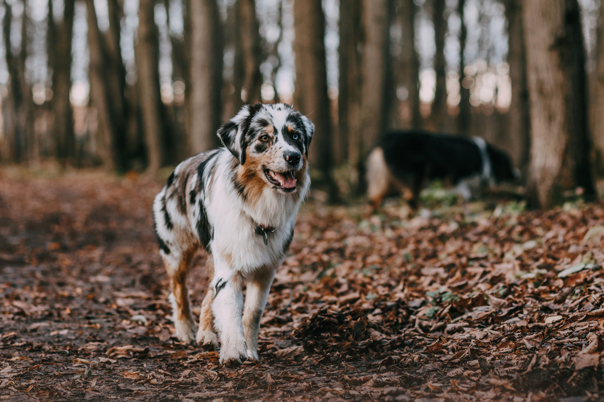 Анна, Чарли и Ева. Фотограф-анималист Елена Радченко, Москва