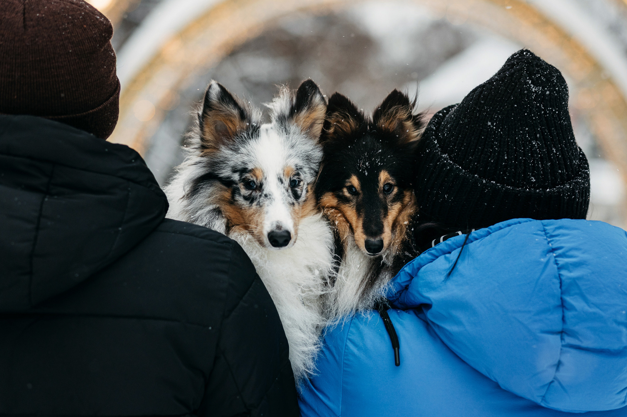 Александра, Бум и Нэвис. Фотограф-анималист Елена Радченко, Москва