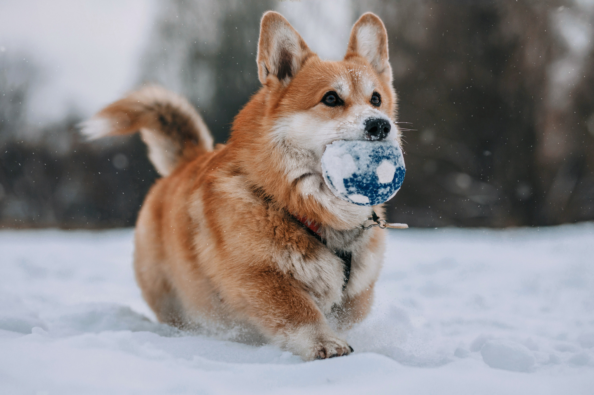 Аня и Фил. Фотограф-анималист Елена Радченко, Москва