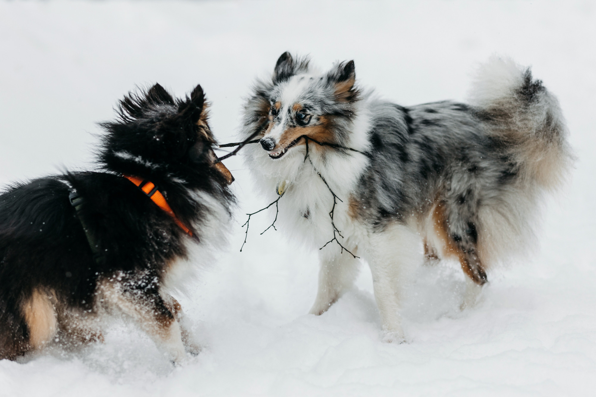 Александра, Бум и Нэвис. Фотограф-анималист Елена Радченко, Москва