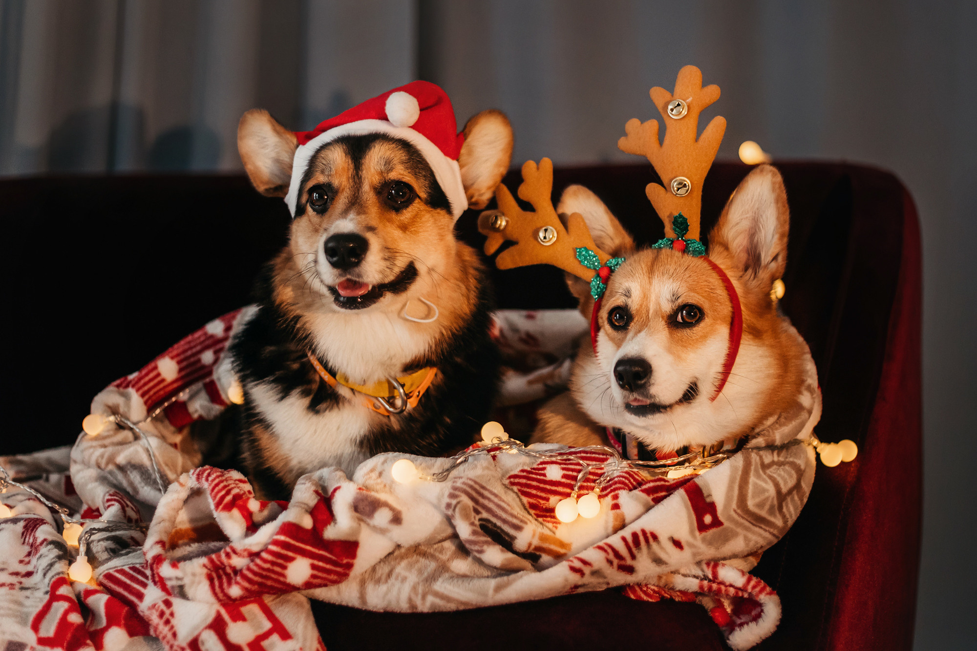 Степаша и Василиса. Фотограф-анималист Елена Радченко, Москва