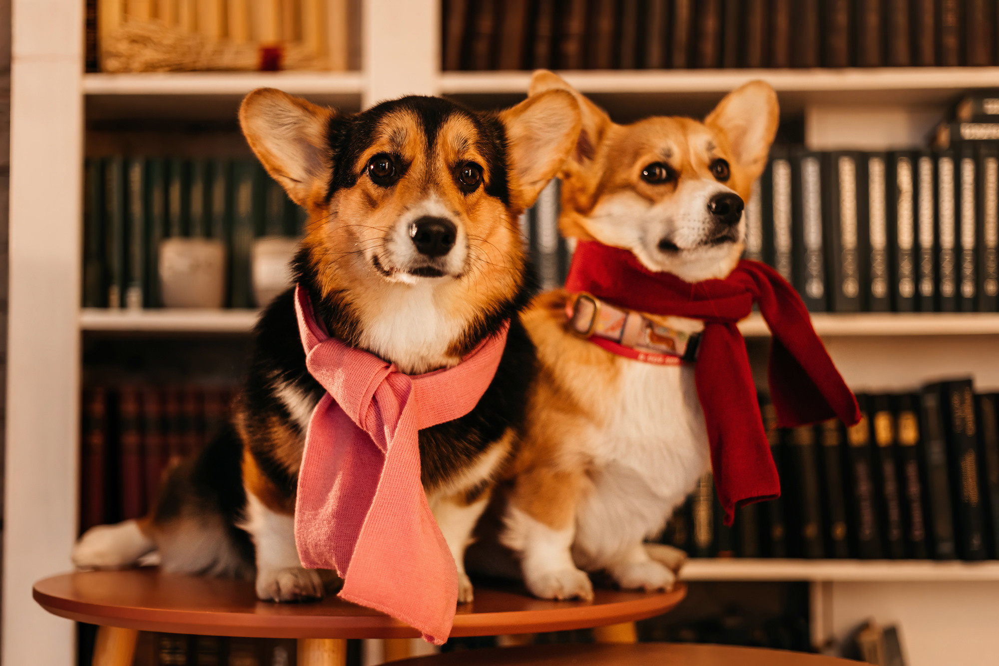 Степаша и Василиса. Фотограф-анималист Елена Радченко, Москва