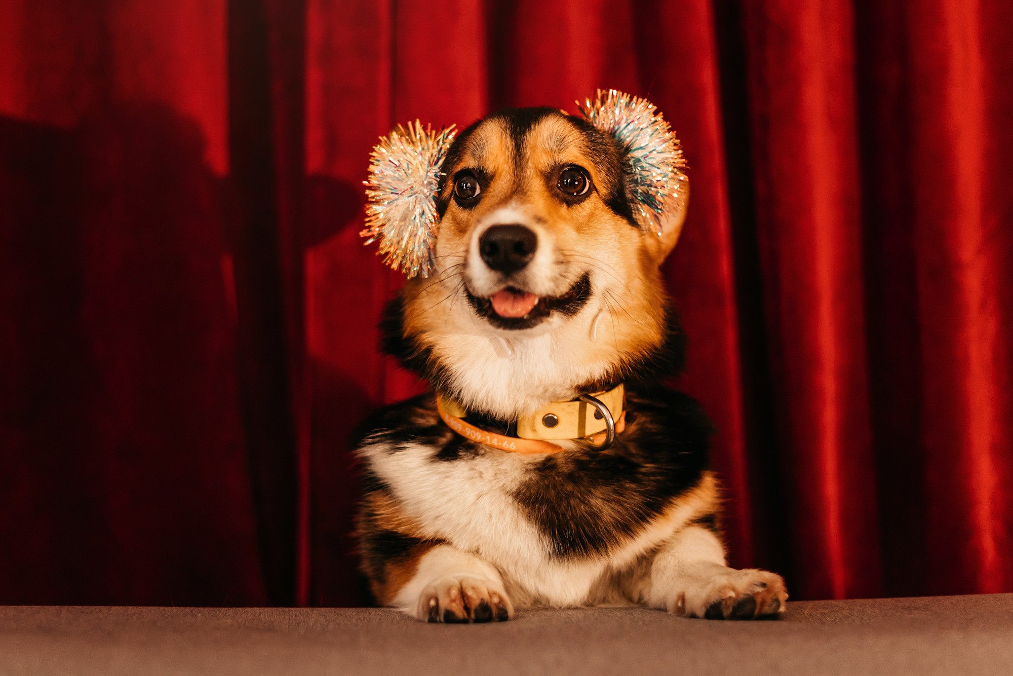 Степаша и Василиса. Фотограф-анималист Елена Радченко, Москва