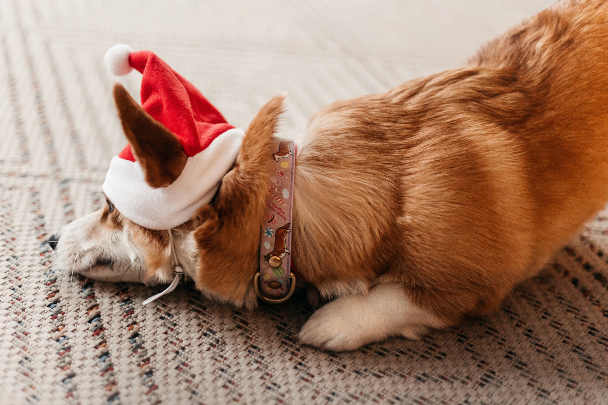 Степаша и Василиса. Фотограф-анималист Елена Радченко, Москва