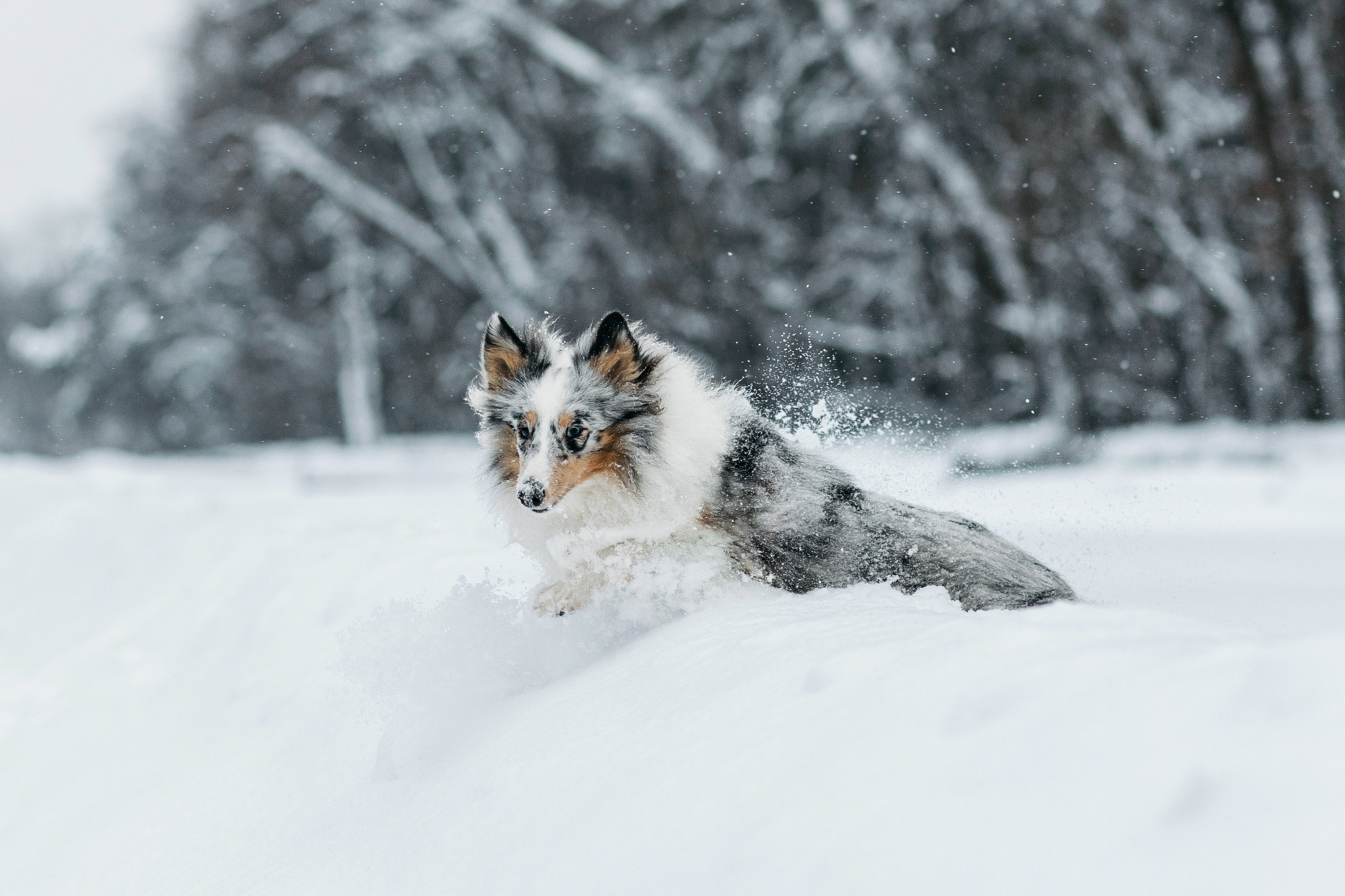 Александра, Бум и Нэвис. Фотограф-анималист Елена Радченко, Москва