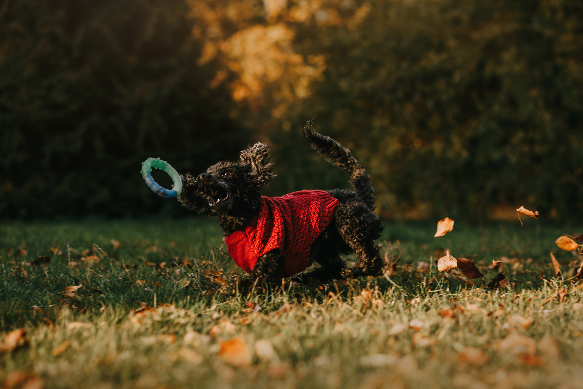 Дарья и Патрик. Фотограф-анималист Елена Радченко, Москва