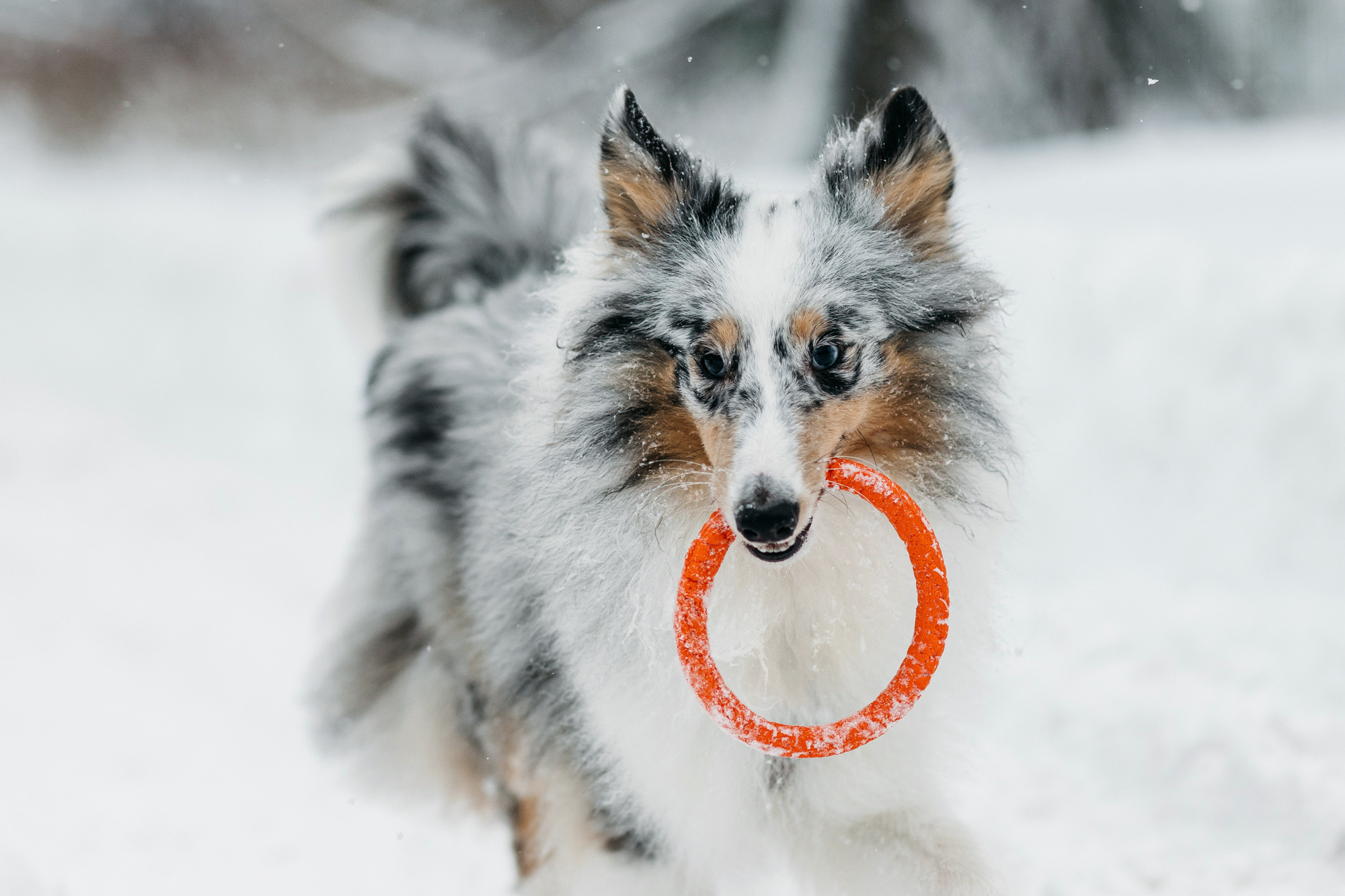 Александра, Бум и Нэвис. Фотограф-анималист Елена Радченко, Москва