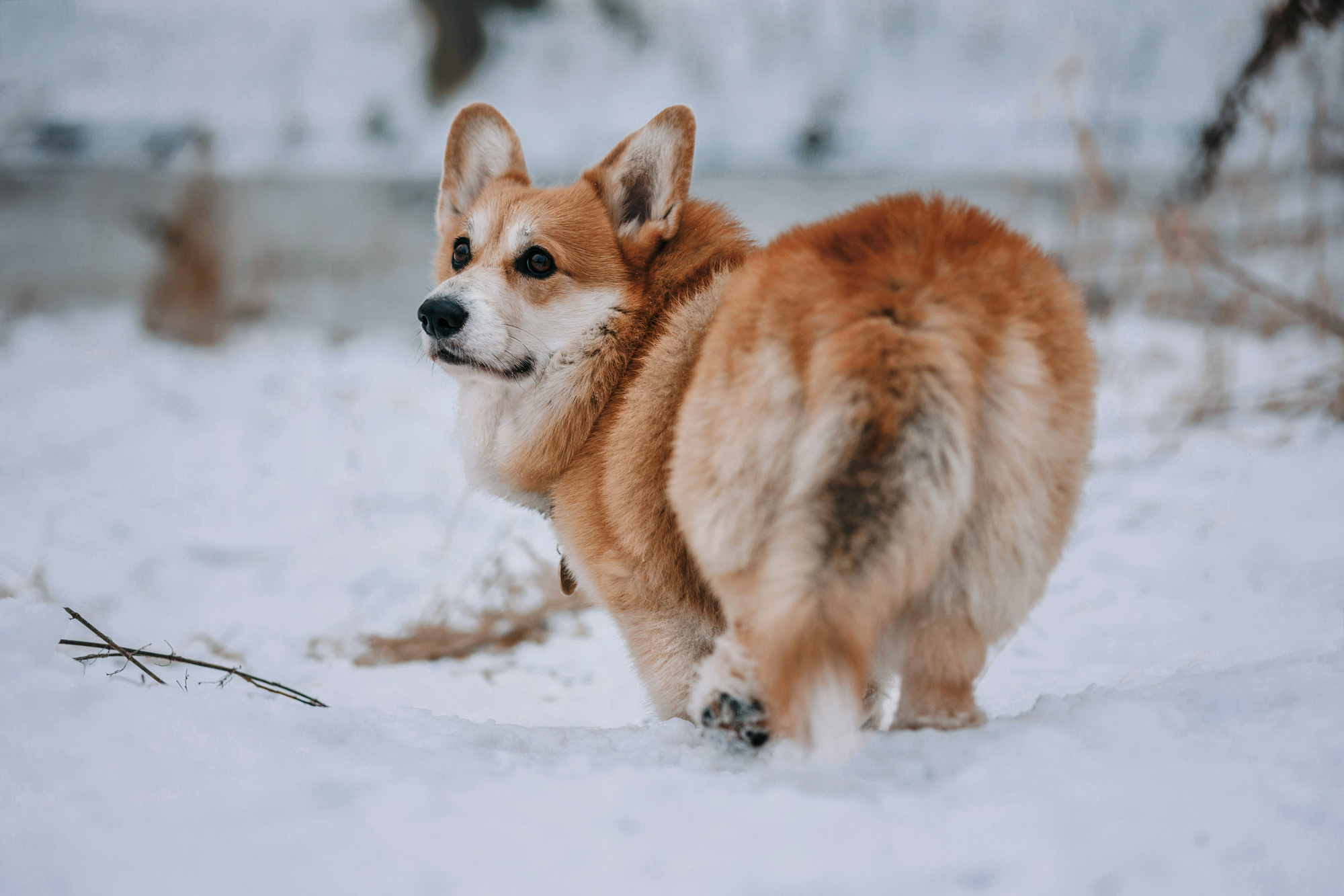 Аня и Фил. Фотограф-анималист Елена Радченко, Москва