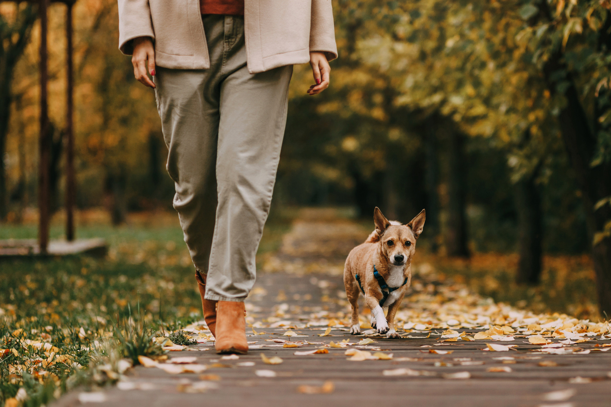 Светлана и Стюарт. Фотограф-анималист Елена Радченко, Москва