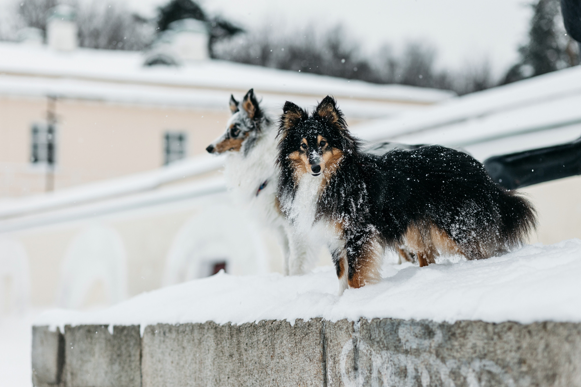 Александра, Бум и Нэвис. Фотограф-анималист Елена Радченко, Москва