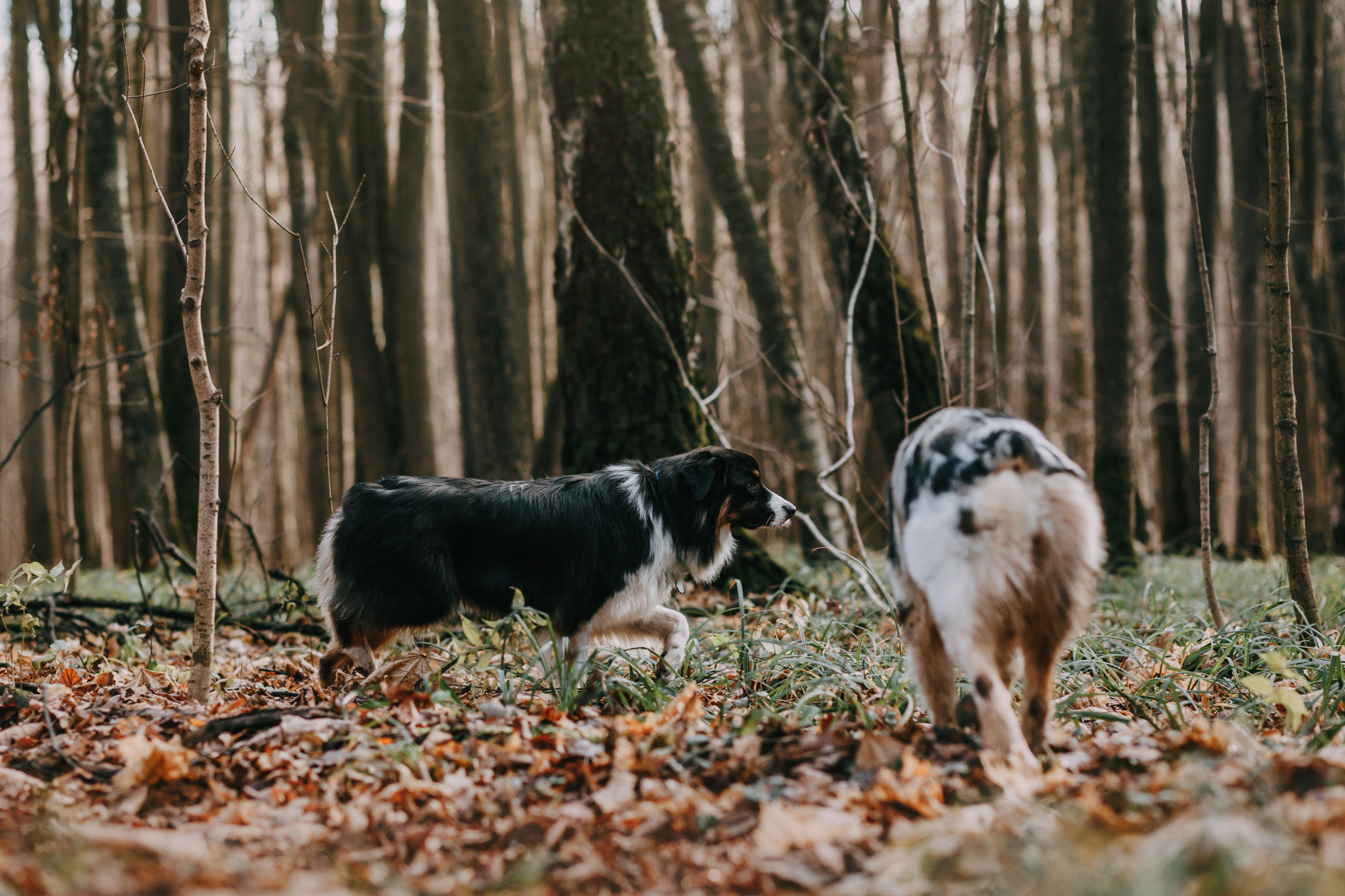 Анна, Чарли и Ева. Фотограф-анималист Елена Радченко, Москва