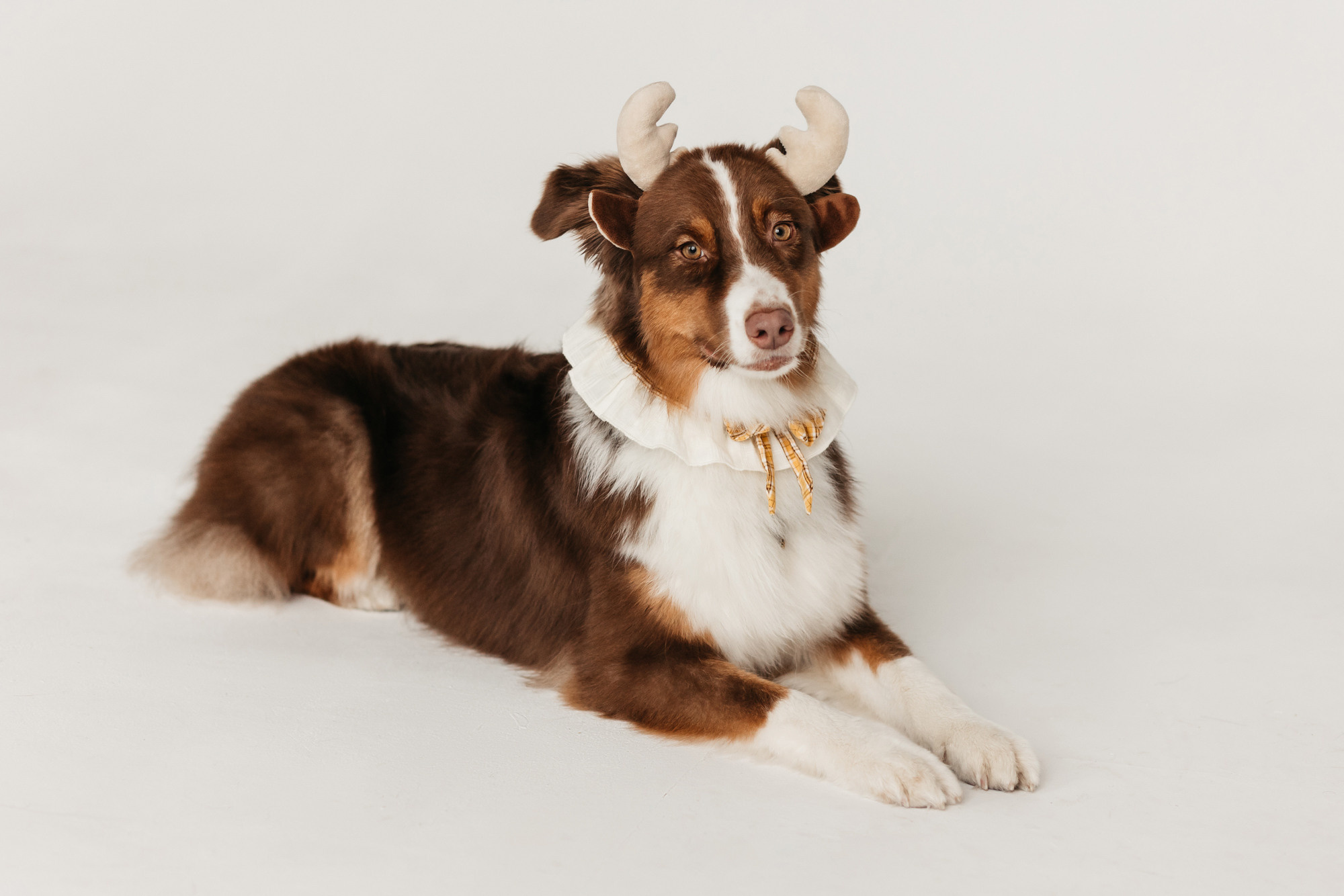 Ками и Кекс. Фотограф-анималист Елена Радченко, Москва