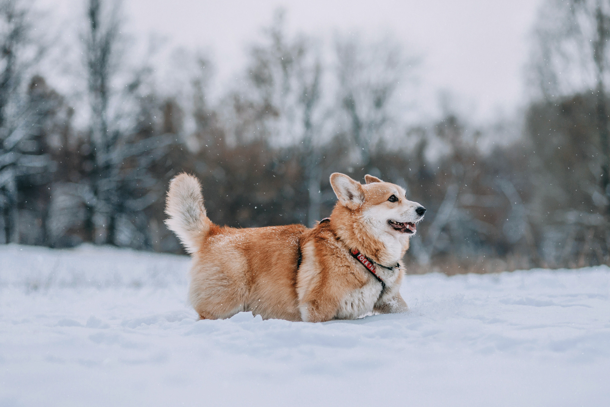 Аня и Фил. Фотограф-анималист Елена Радченко, Москва