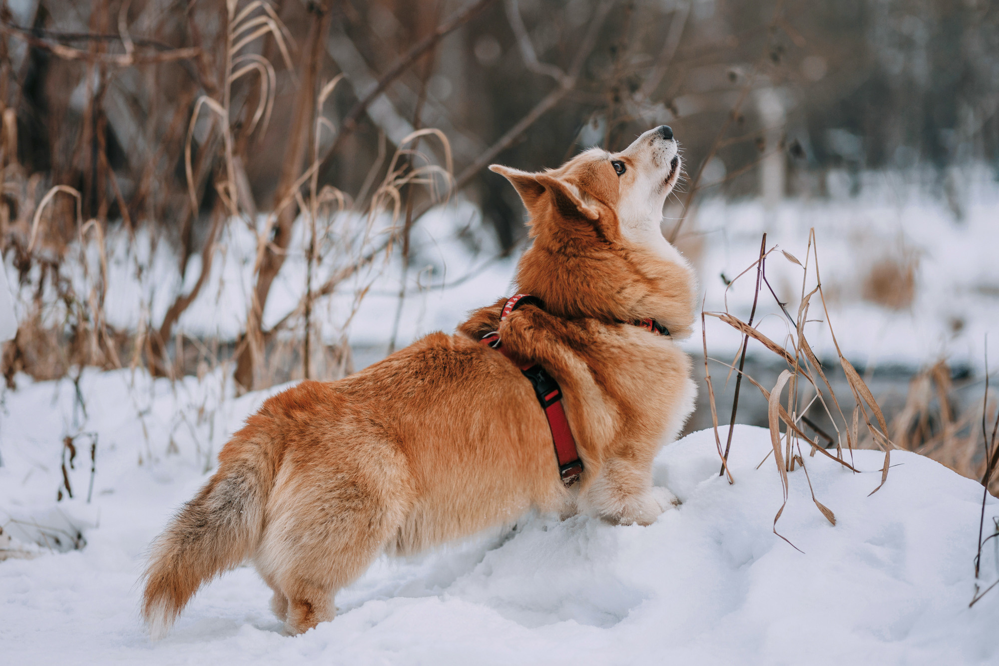 Аня и Фил. Фотограф-анималист Елена Радченко, Москва