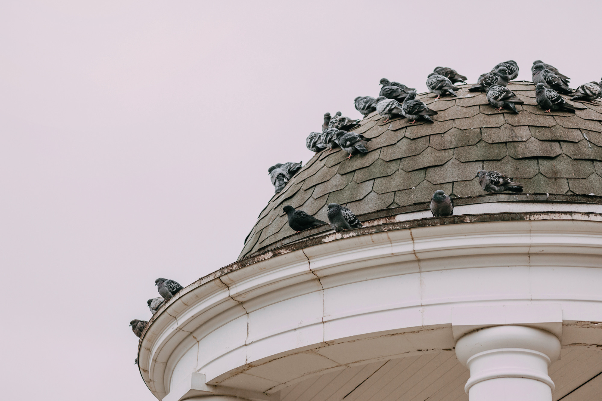 Ира и Бергамот. Фотограф-анималист Елена Радченко, Москва