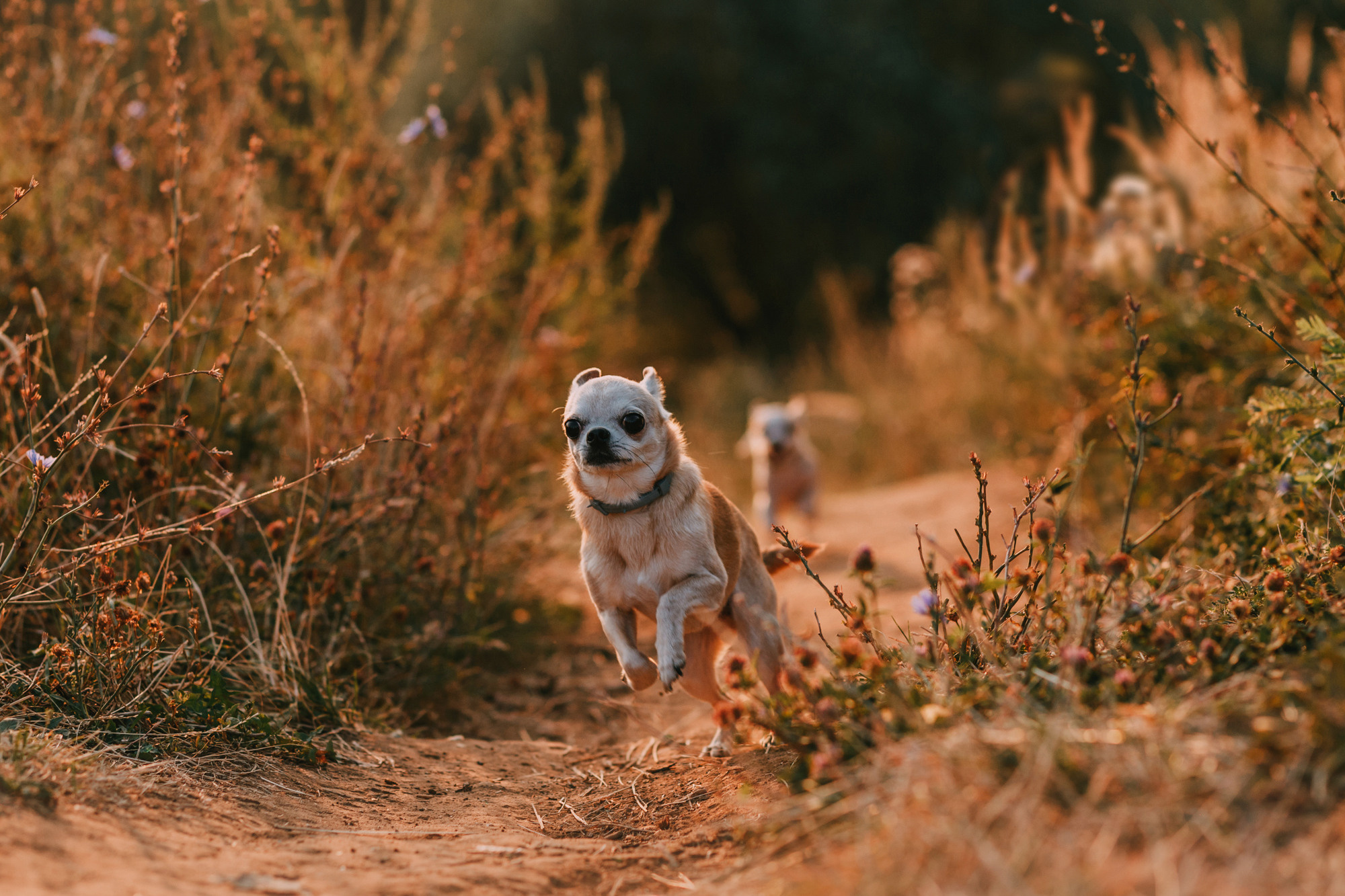 Наталья, Курт и Джуля. Фотограф-анималист Елена Радченко, Москва