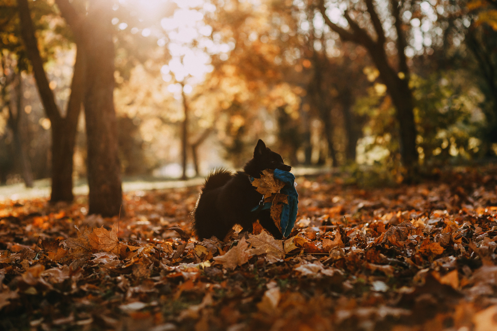 Настасья, Саша и Рокки. Фотограф-анималист Елена Радченко, Москва