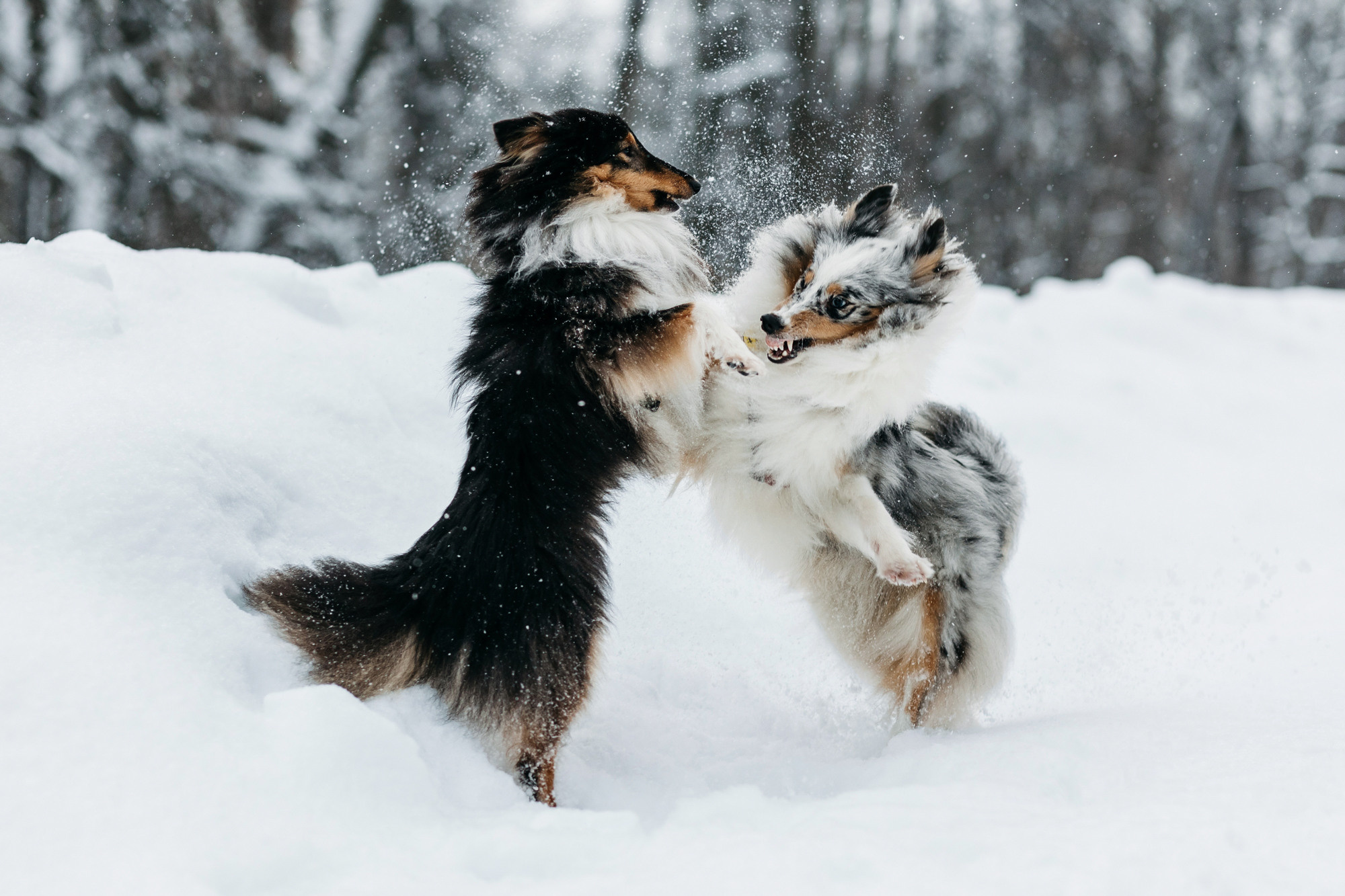 Александра, Бум и Нэвис. Фотограф-анималист Елена Радченко, Москва