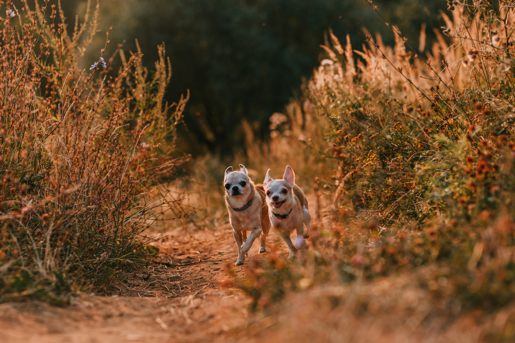 Наталья, Курт и Джуля. Фотограф-анималист Елена Радченко, Москва