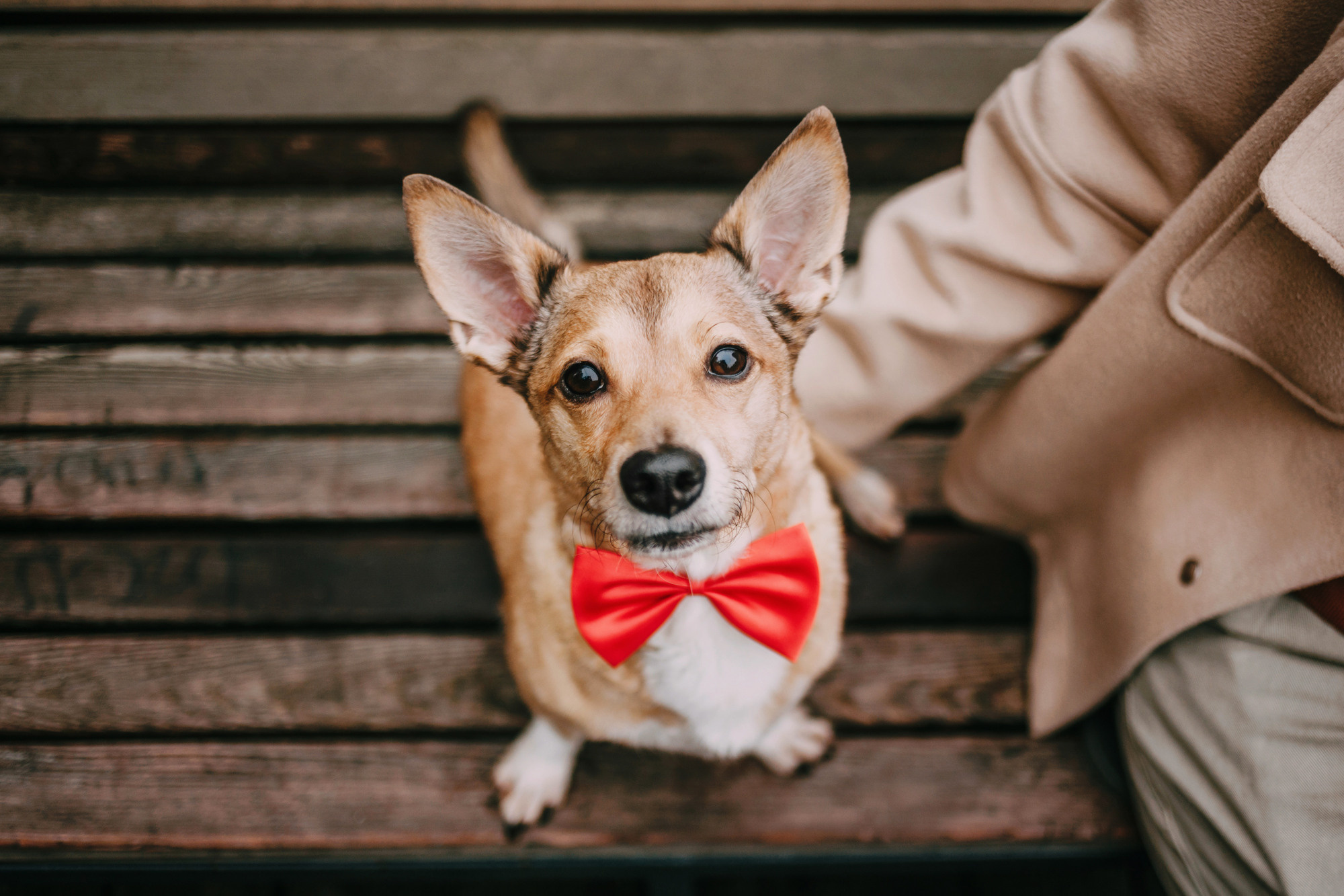 Светлана и Стюарт. Фотограф-анималист Елена Радченко, Москва