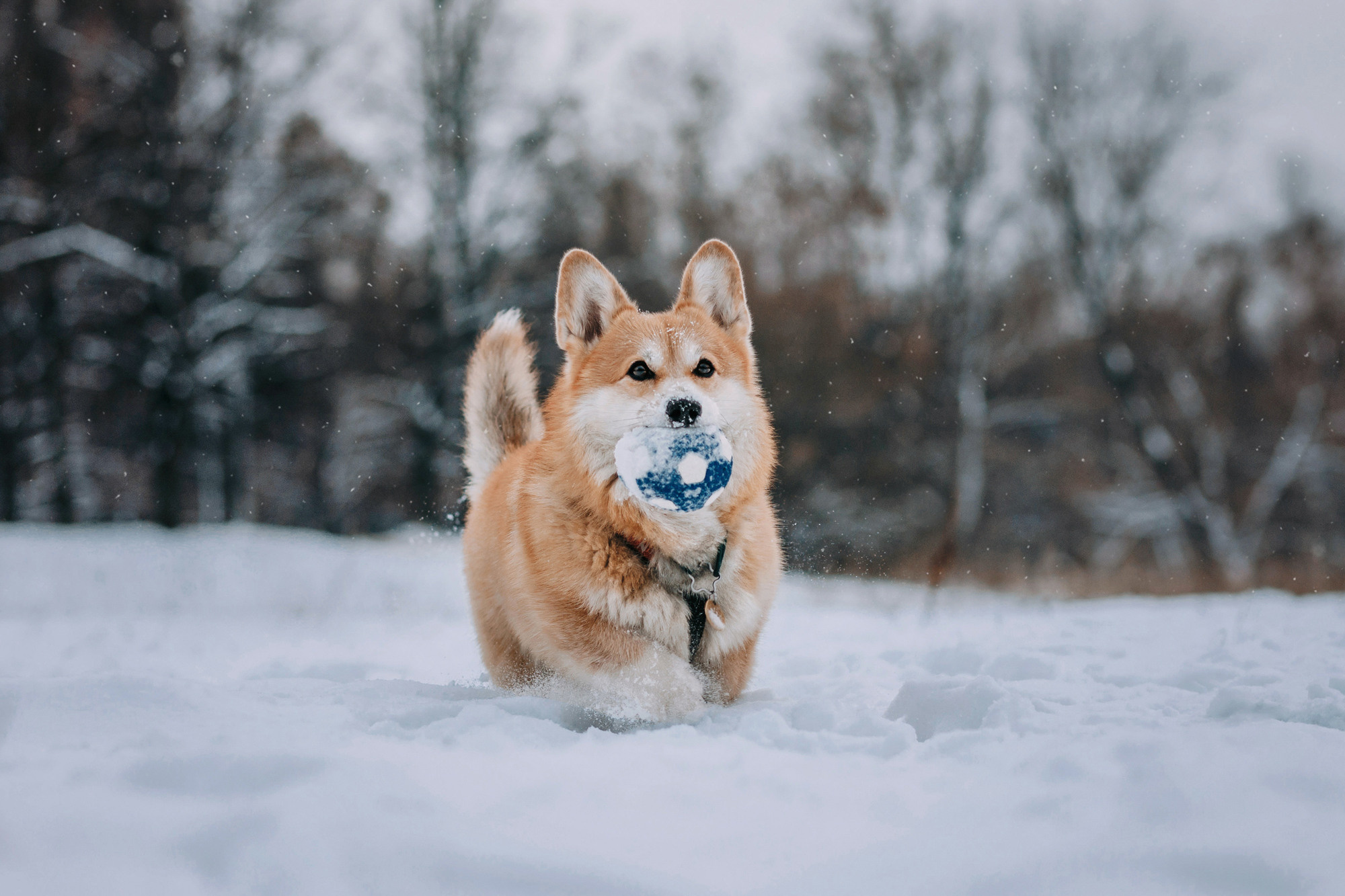 Аня и Фил. Фотограф-анималист Елена Радченко, Москва