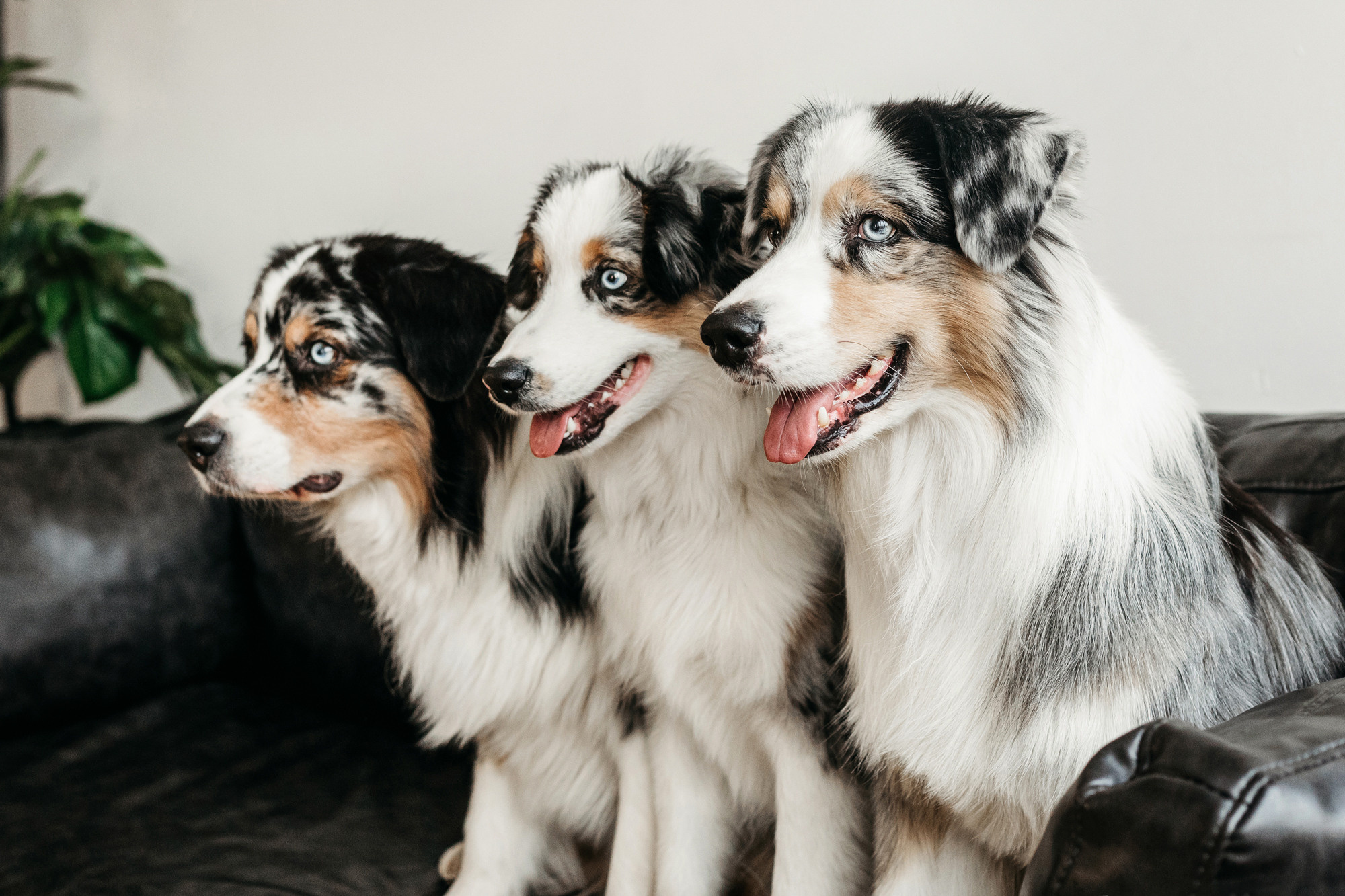Настя и аусси. Фотограф-анималист Елена Радченко, Москва