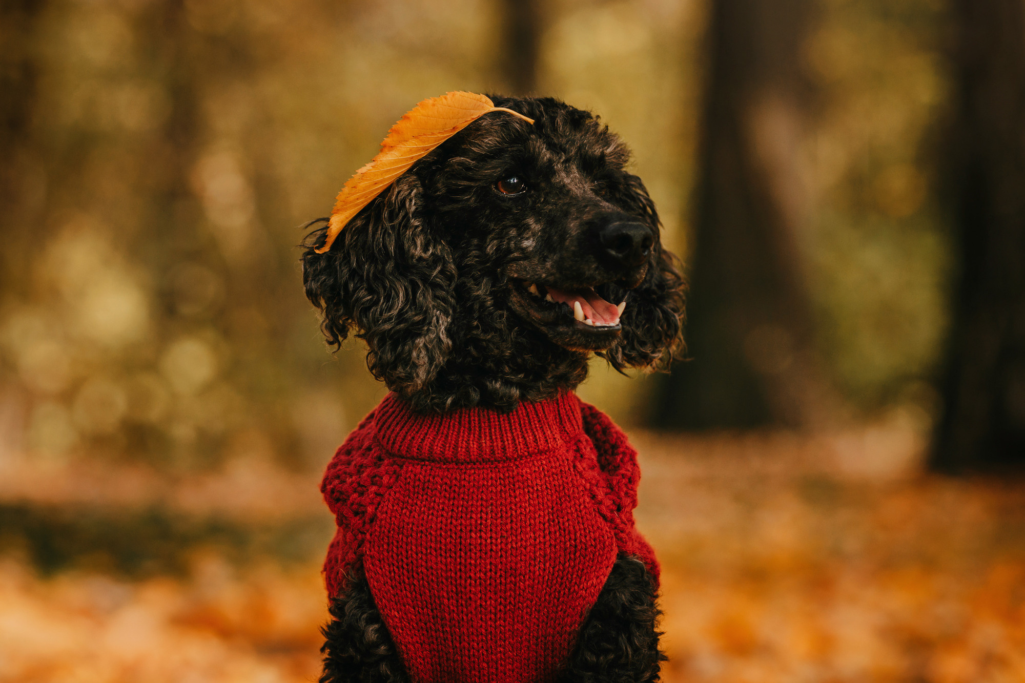 Дарья и Патрик. Фотограф-анималист Елена Радченко, Москва